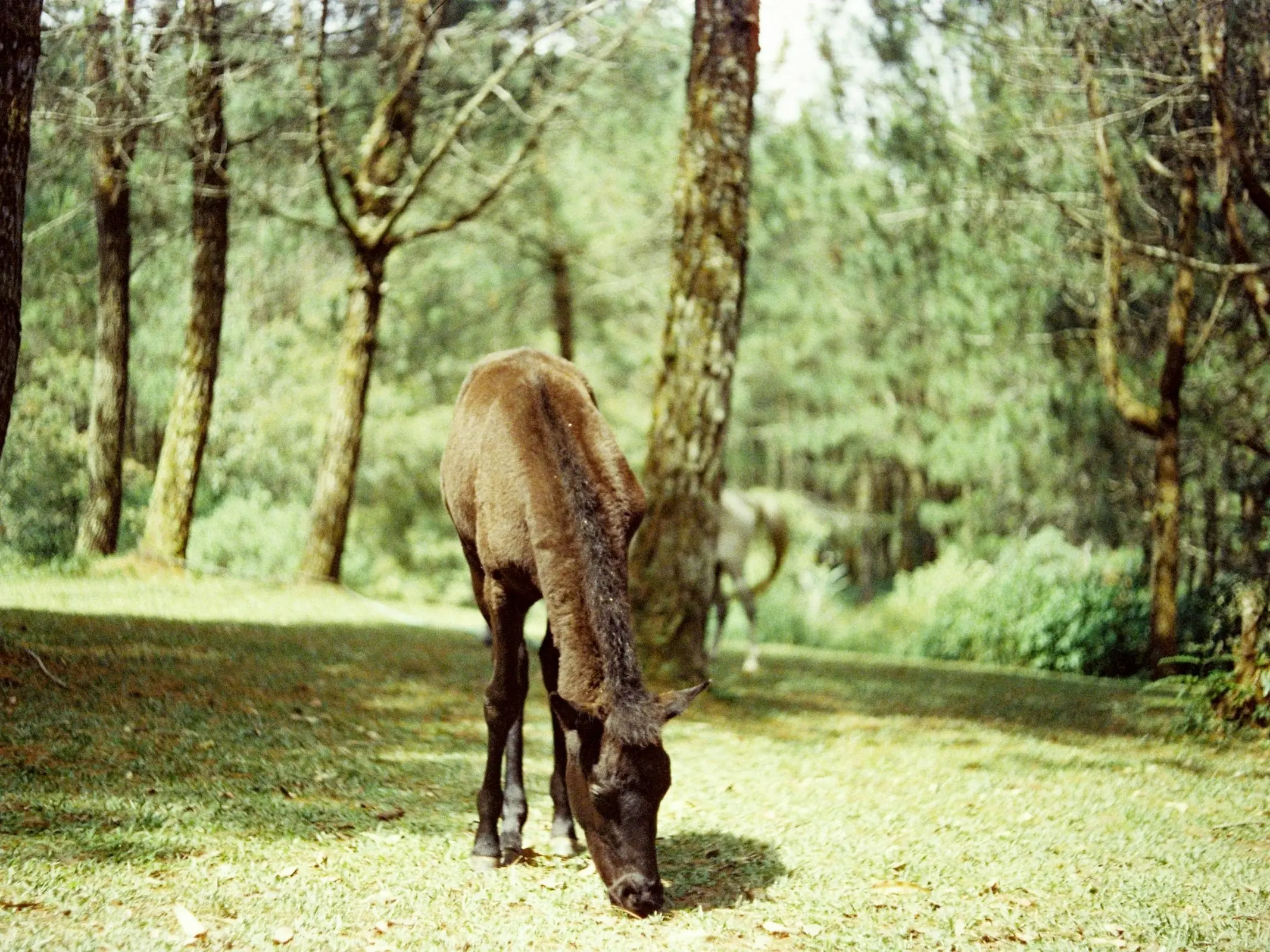 Kuningan Pony