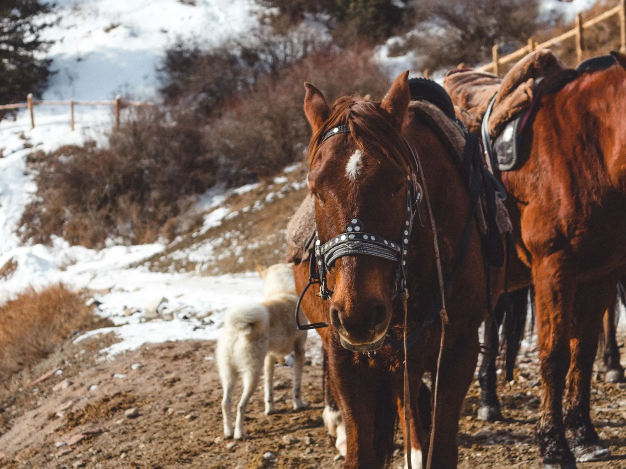 Kushum Horse