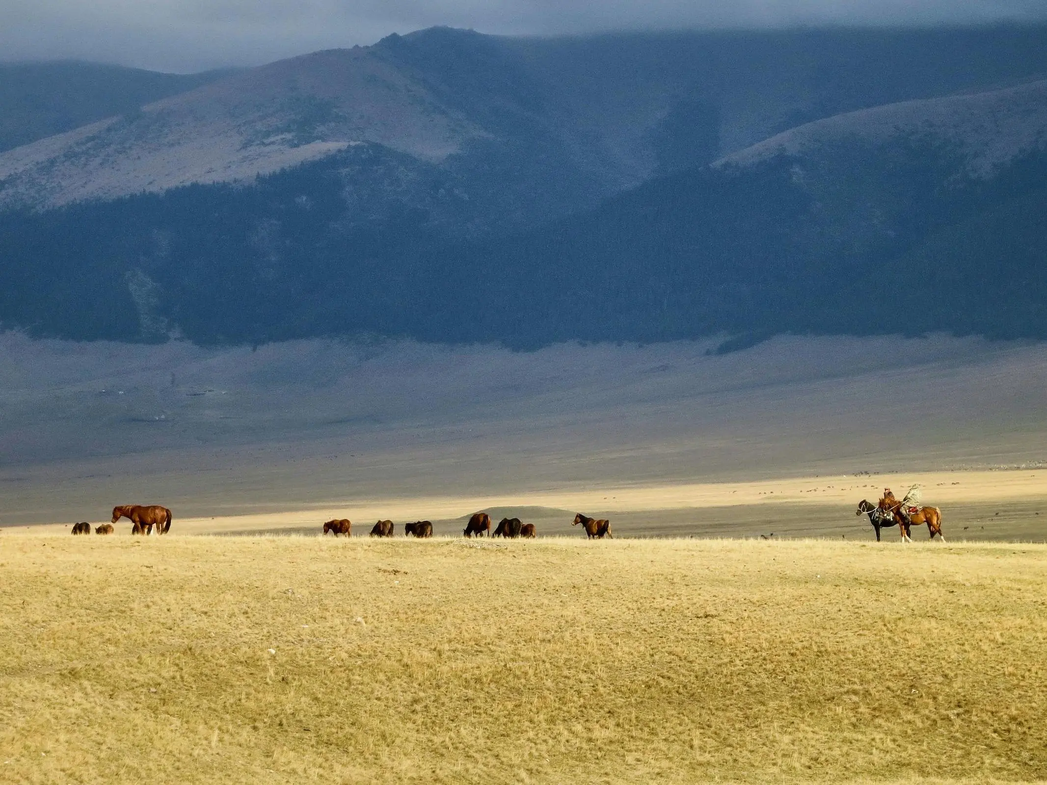 Kushum Horse