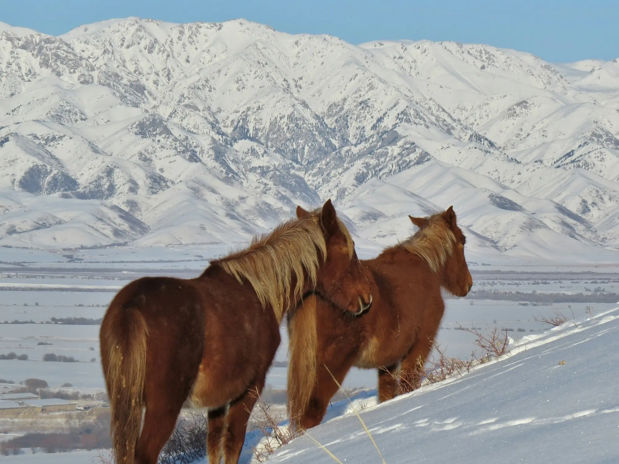 Kushum Horse