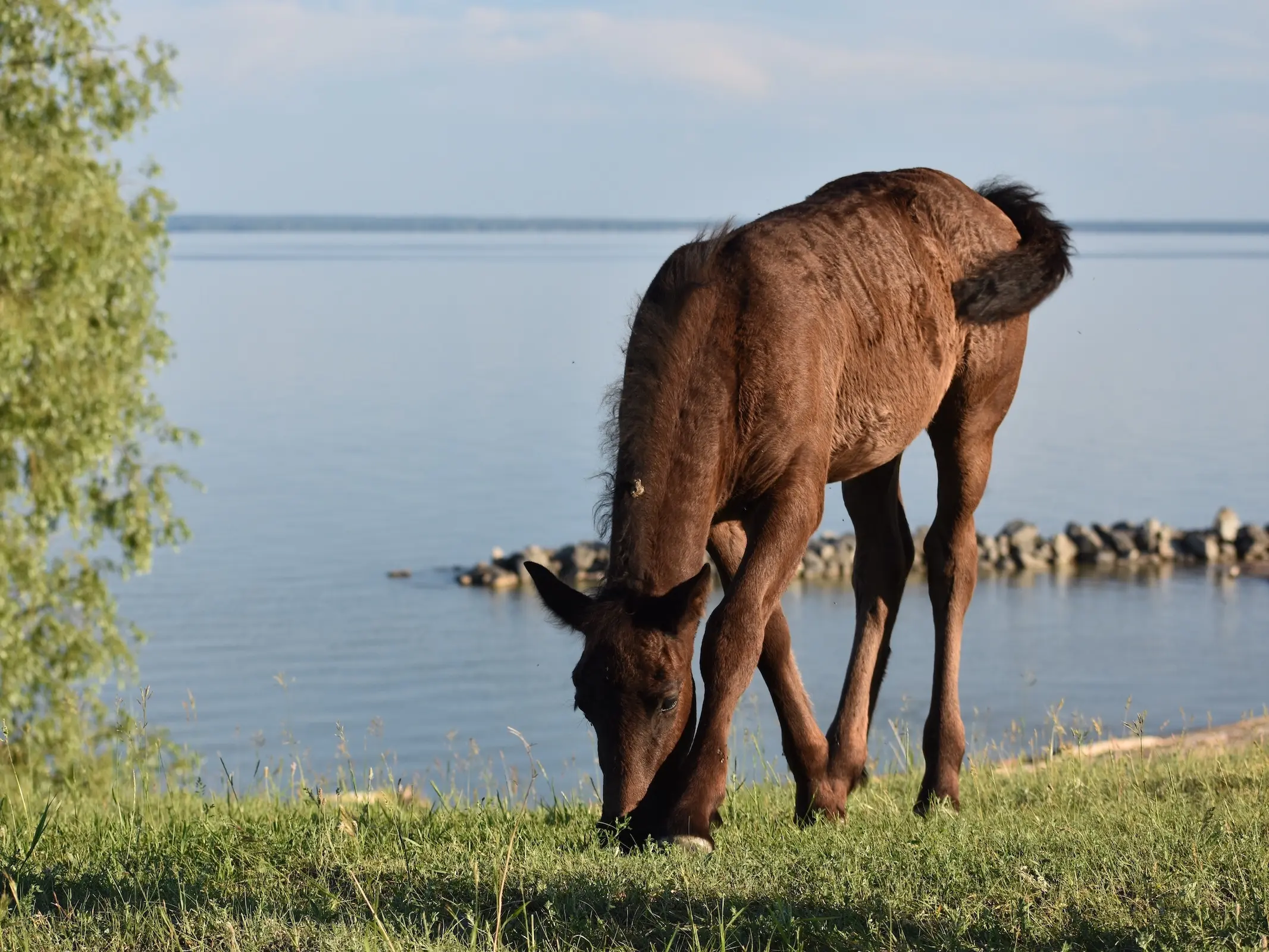 Kuznetsk Horse