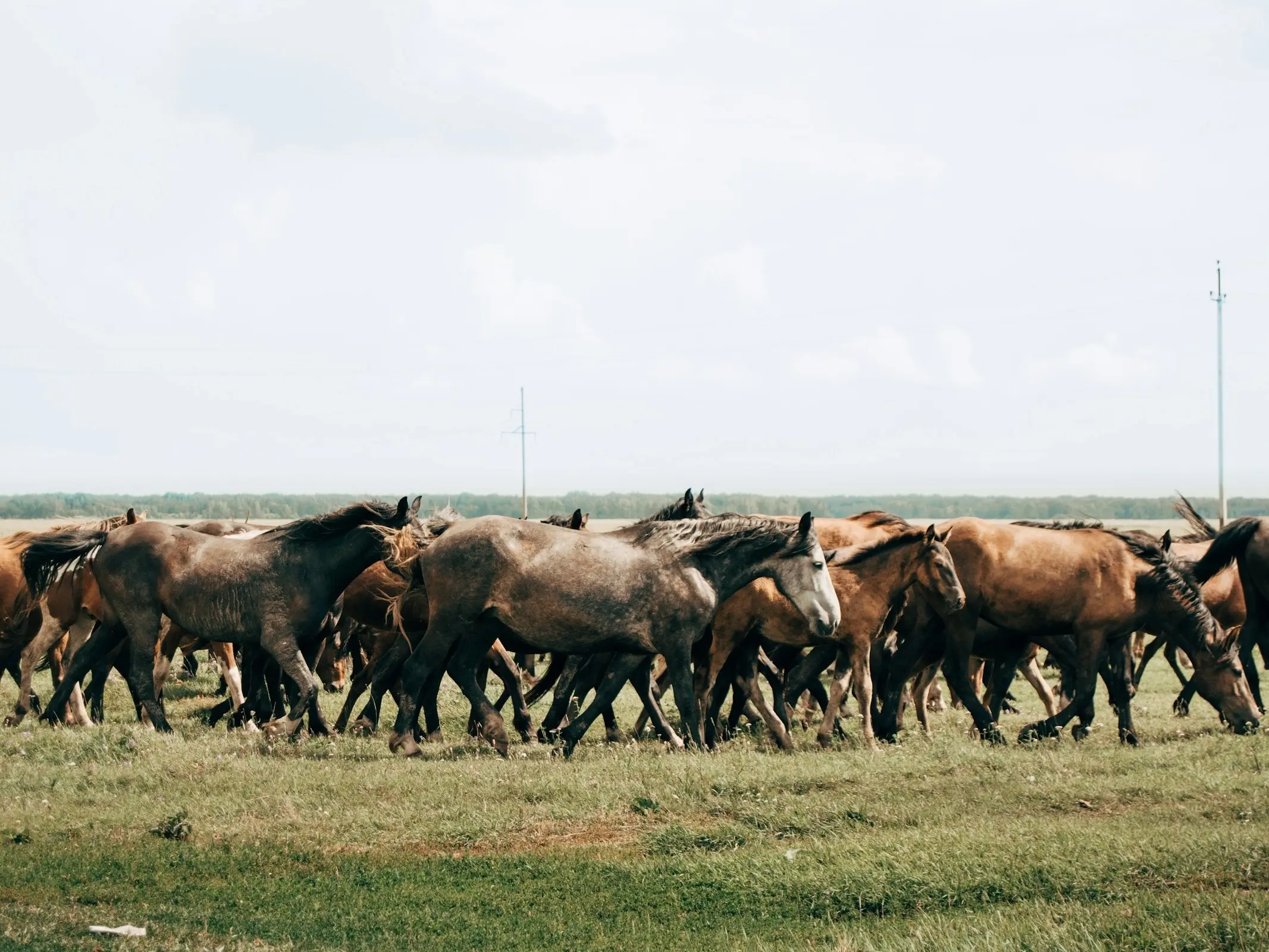 Kuznetsk Horse