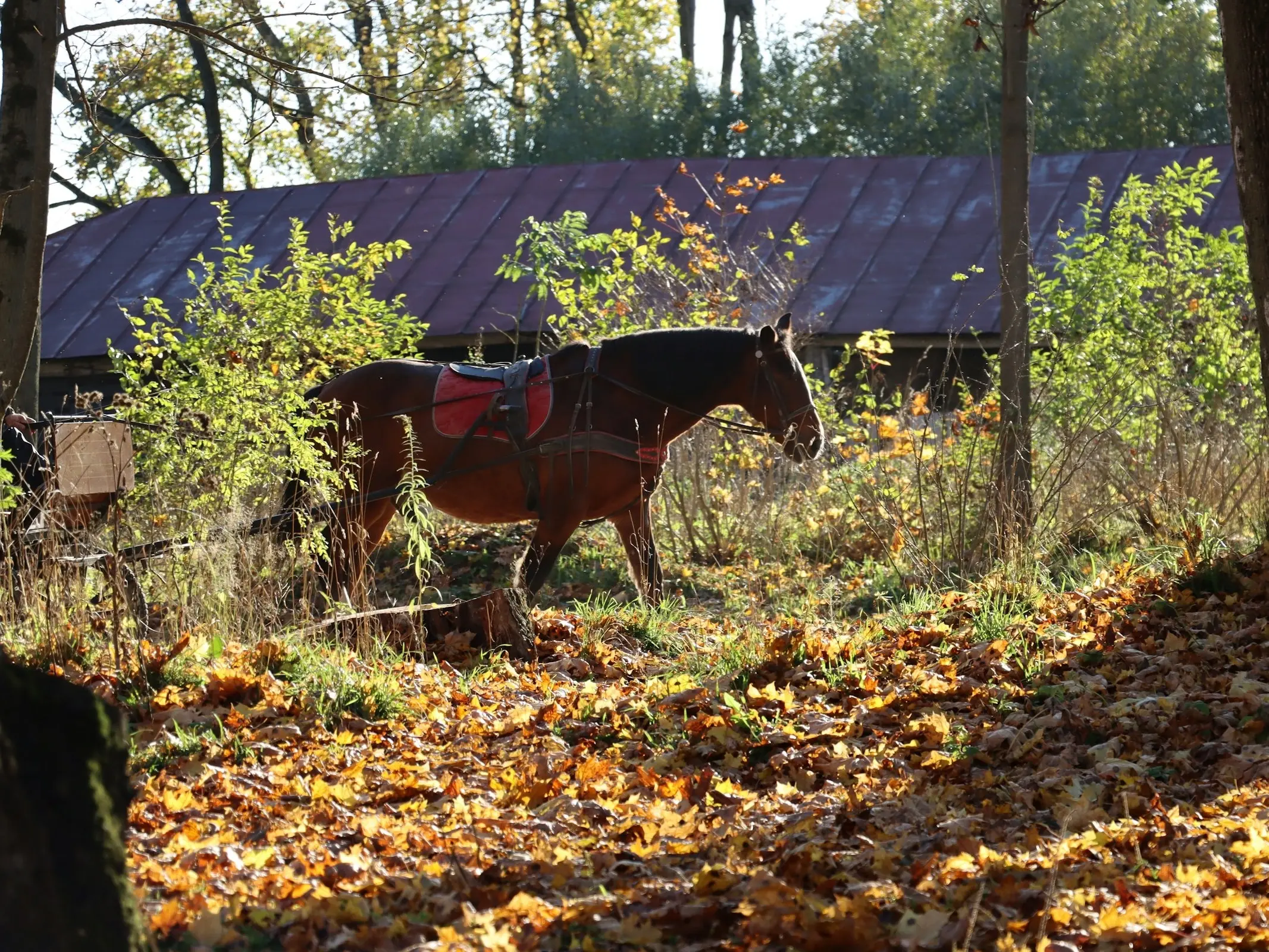 Kuznetsk Horse