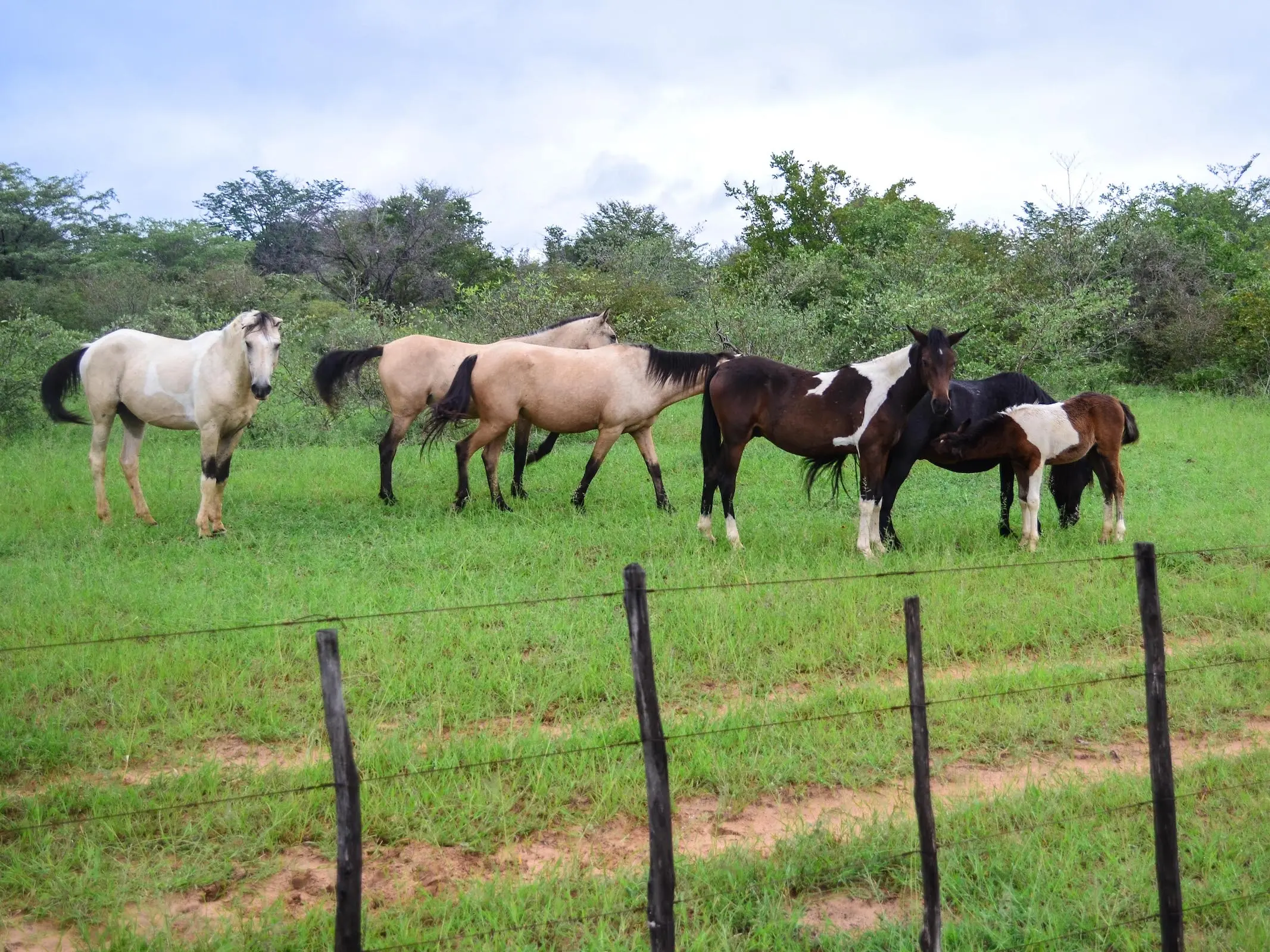 Kwanhama Horse