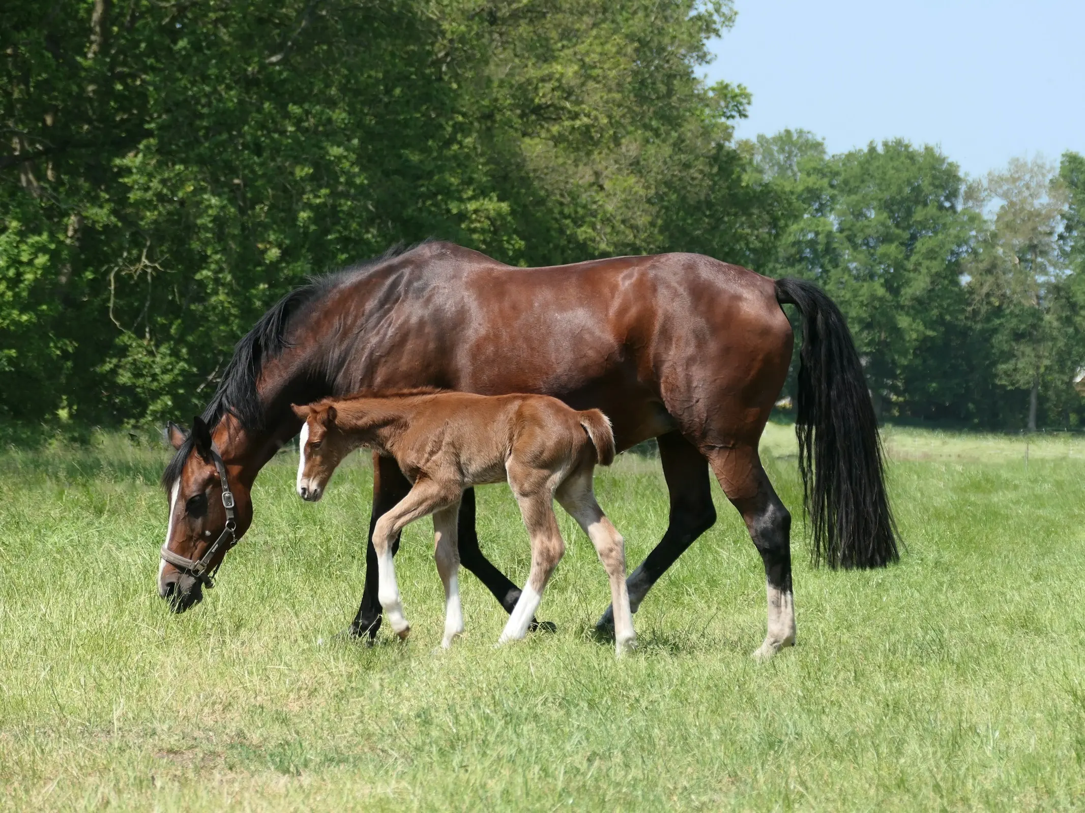 Dutch Warmblood