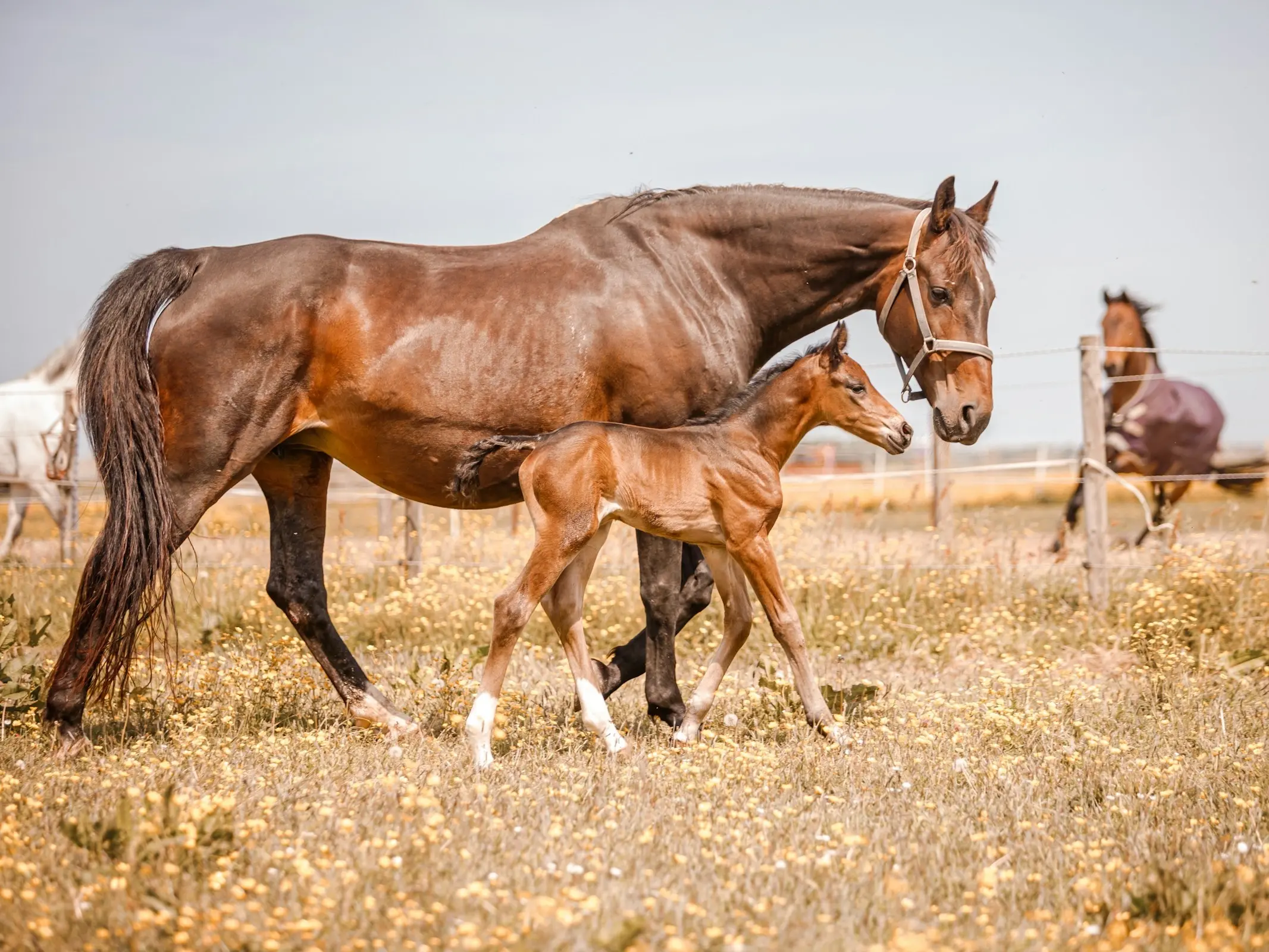 Dutch Warmblood or KWPN