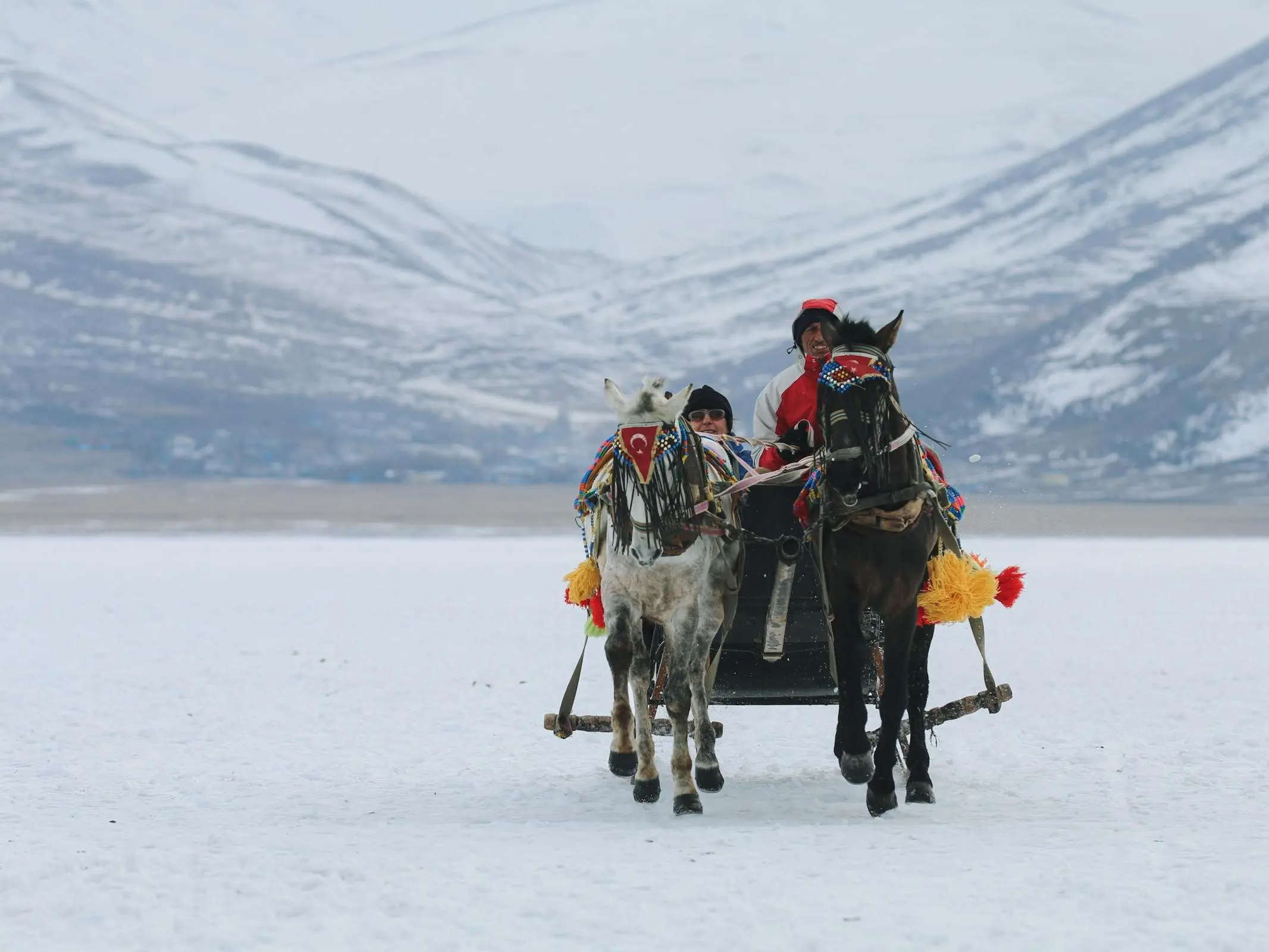 Kyrgyz Horse