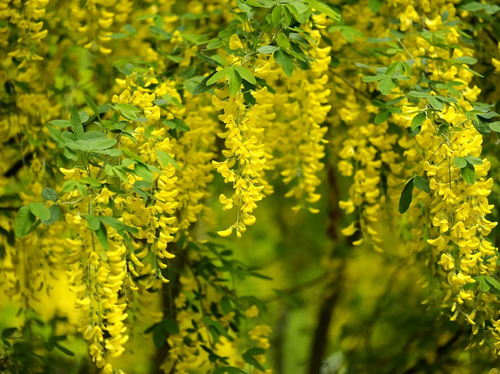 Golden Chain / Rain Tree