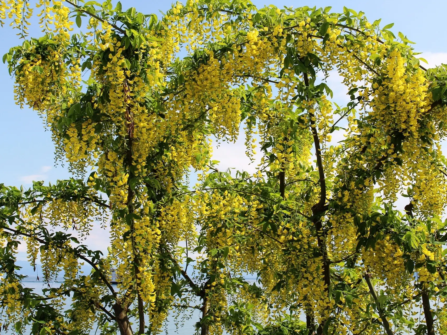 Laburnum