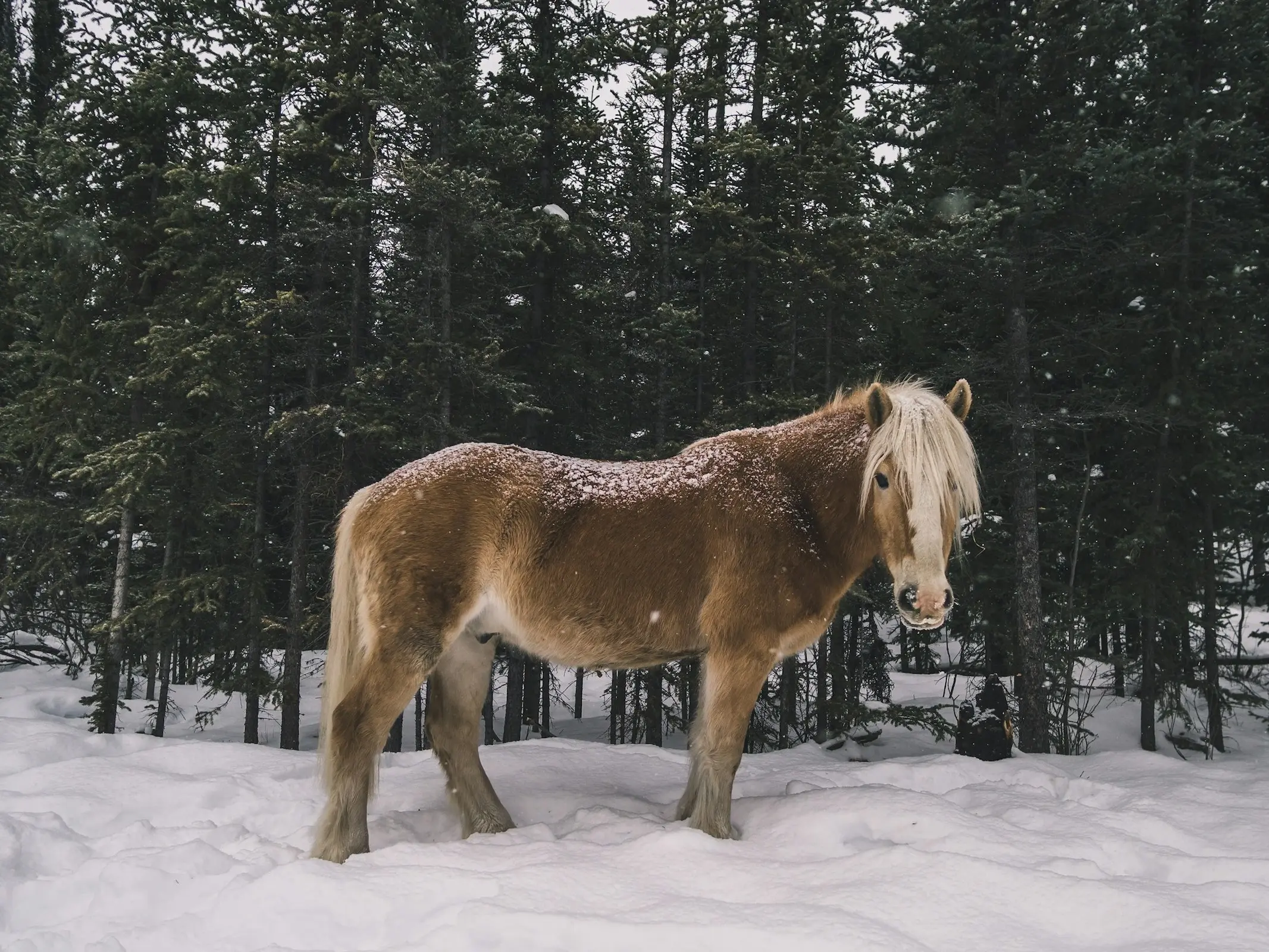 Lac la Croix Indian Pony