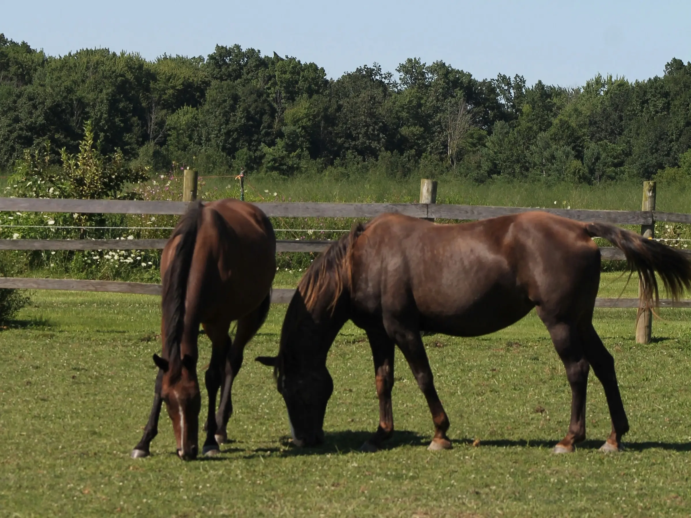 Stock Pony