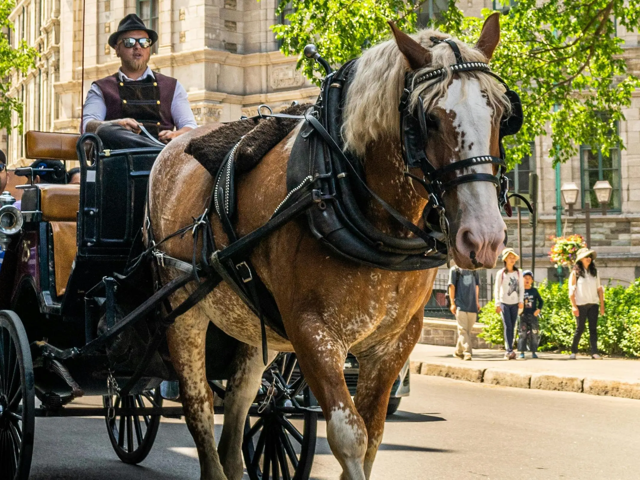 Horse with lacing