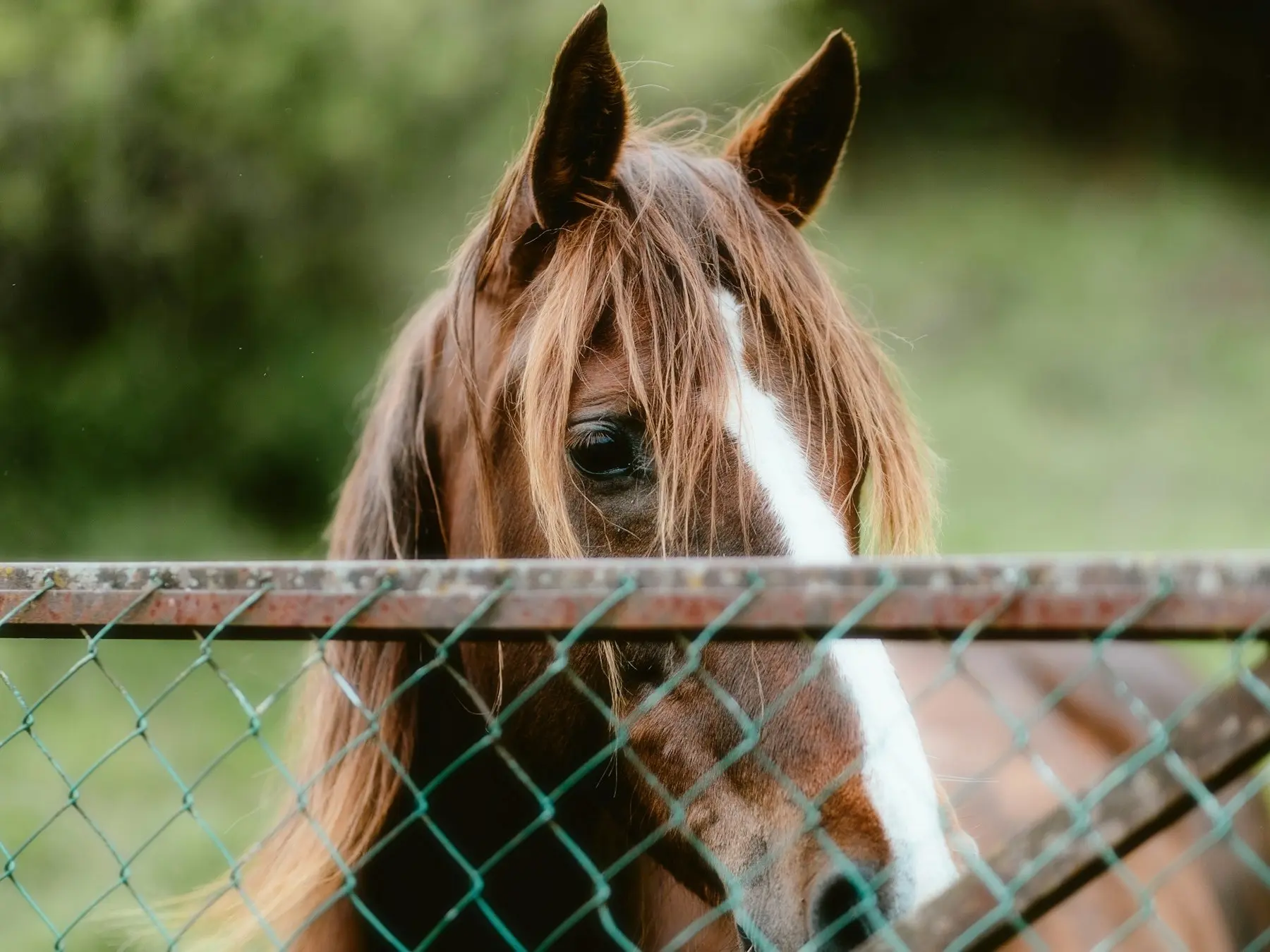 Landais Pony