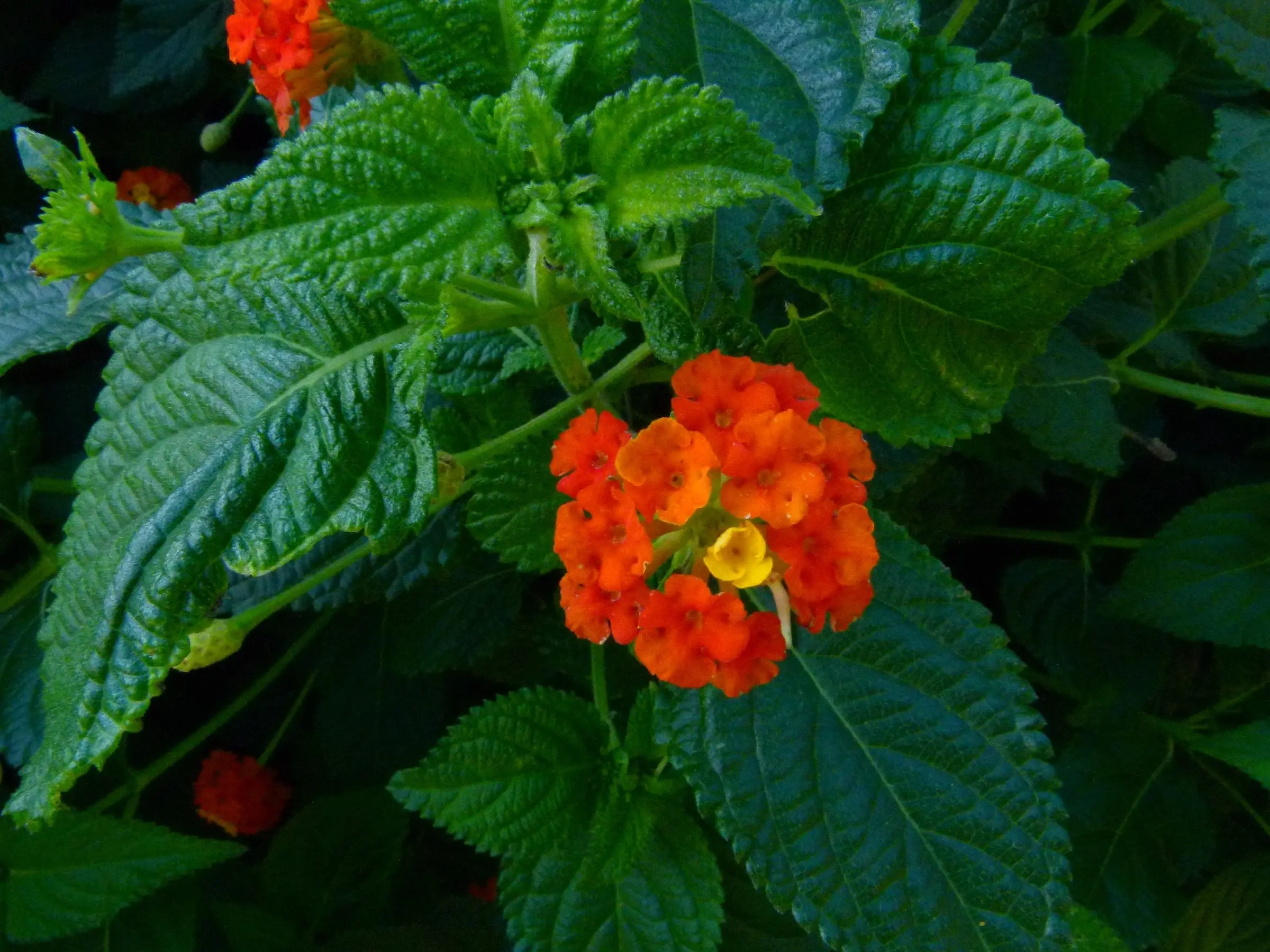 Shrub Verbena