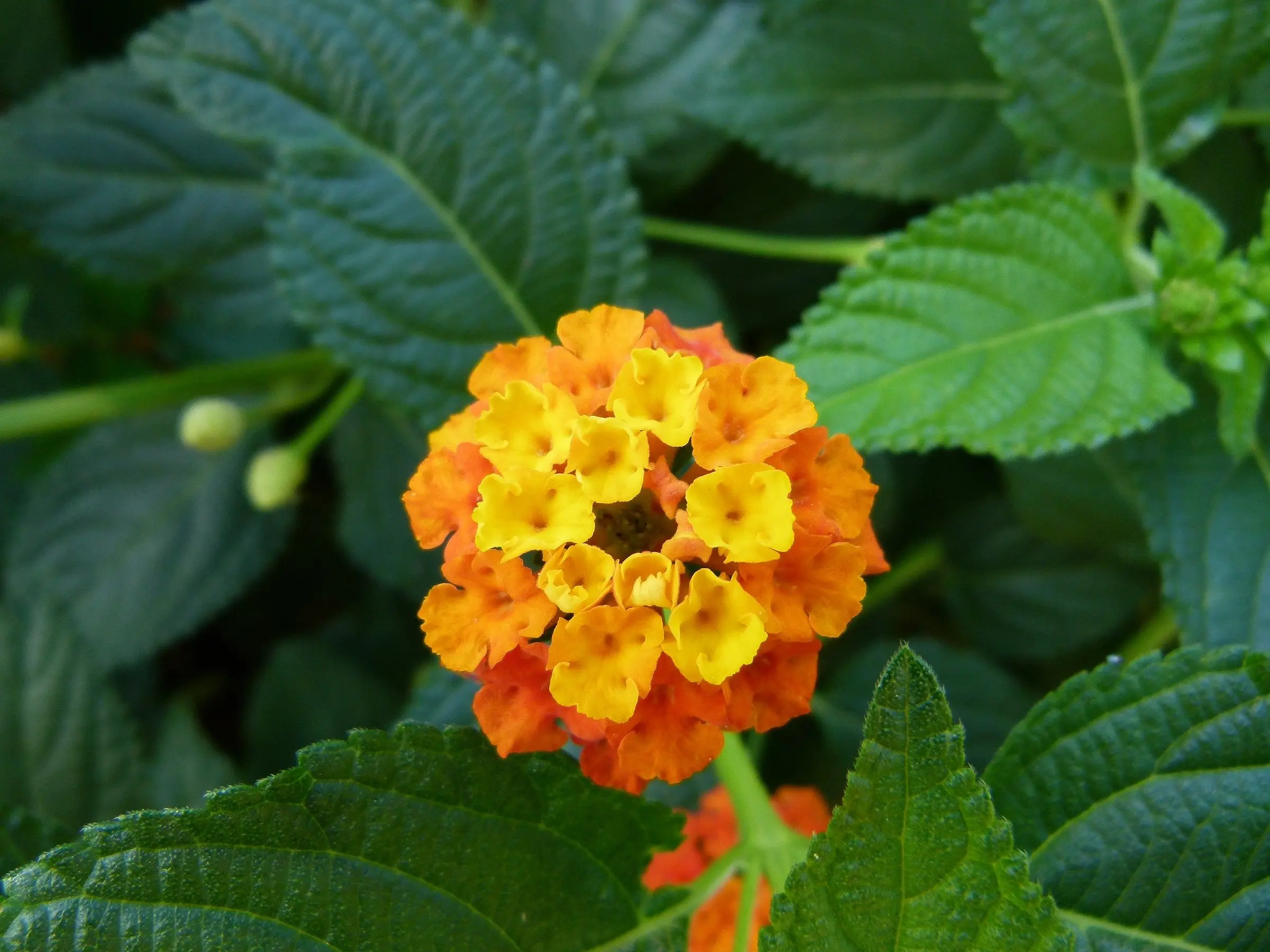 Lantana