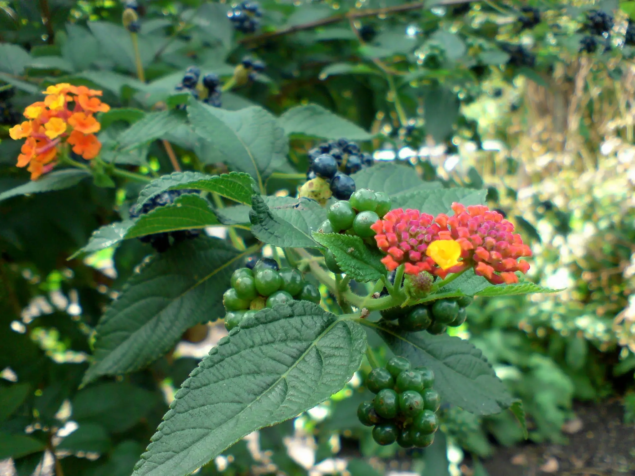 Lantana