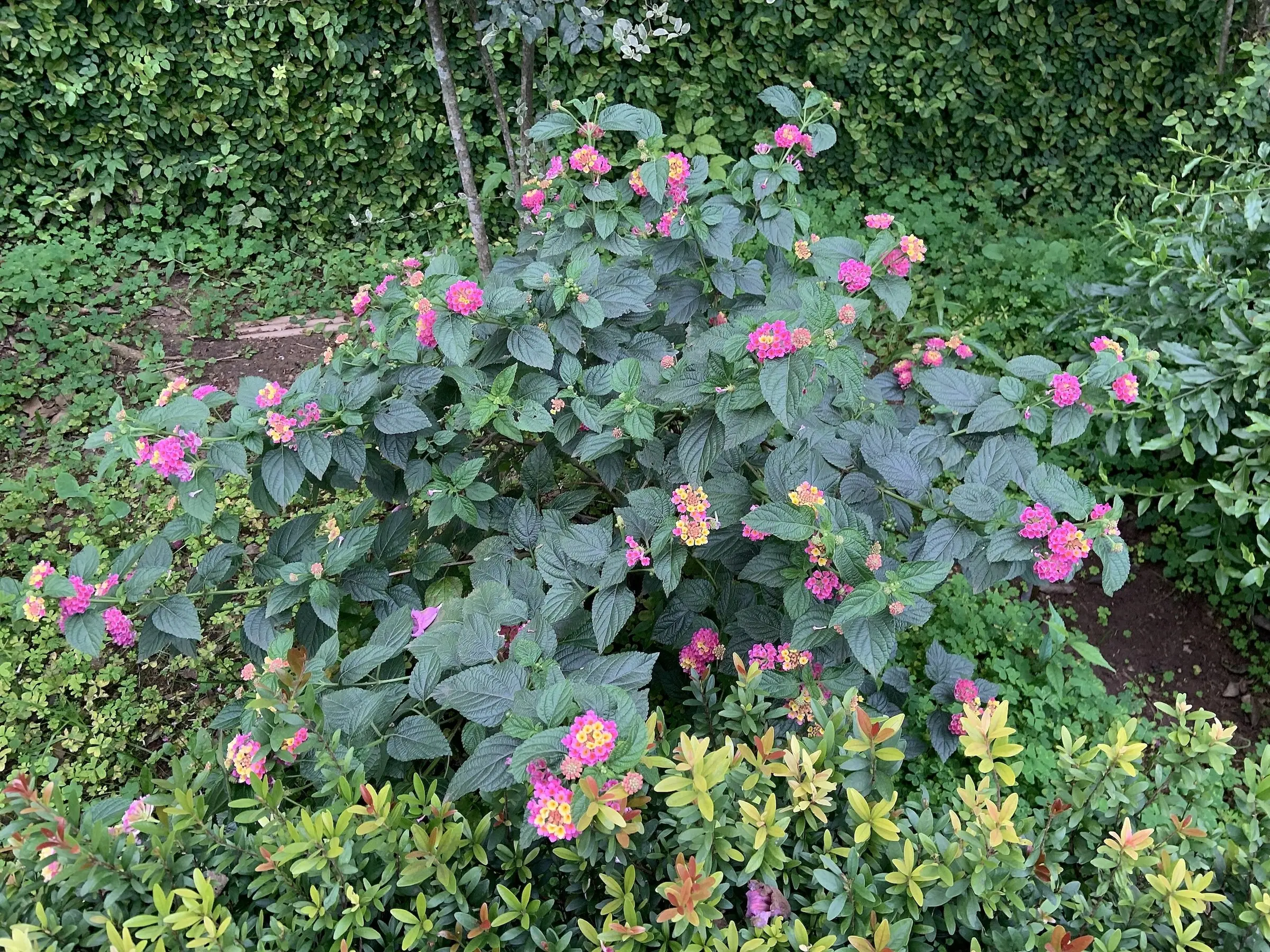 Lantana