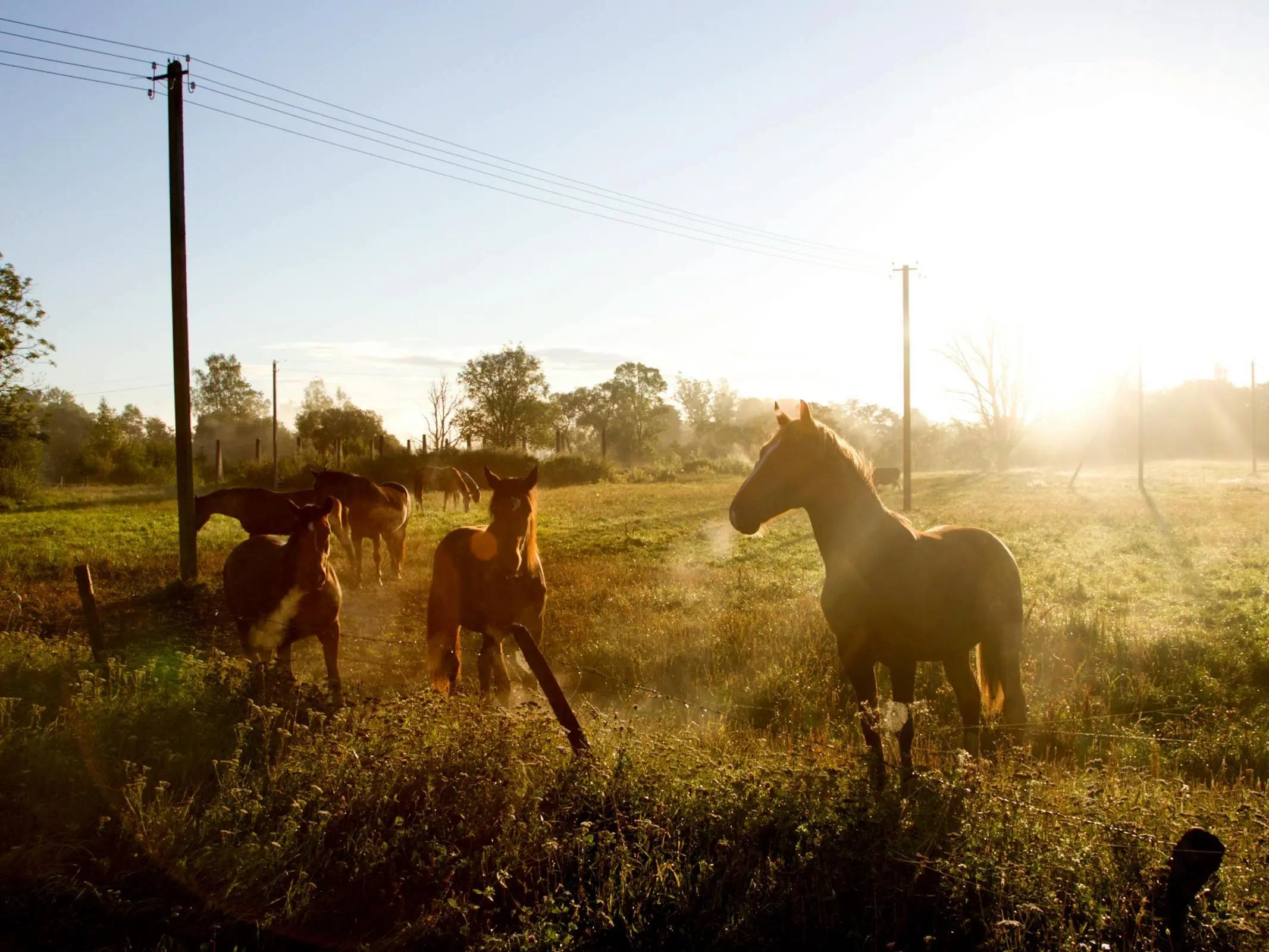 Latgale Trotter