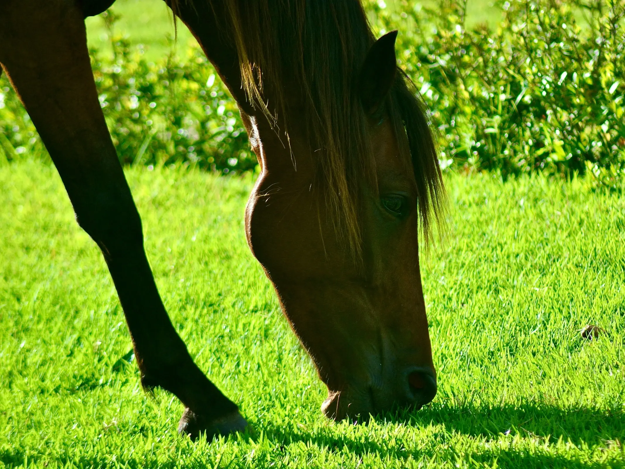 Lavradeiro Horse