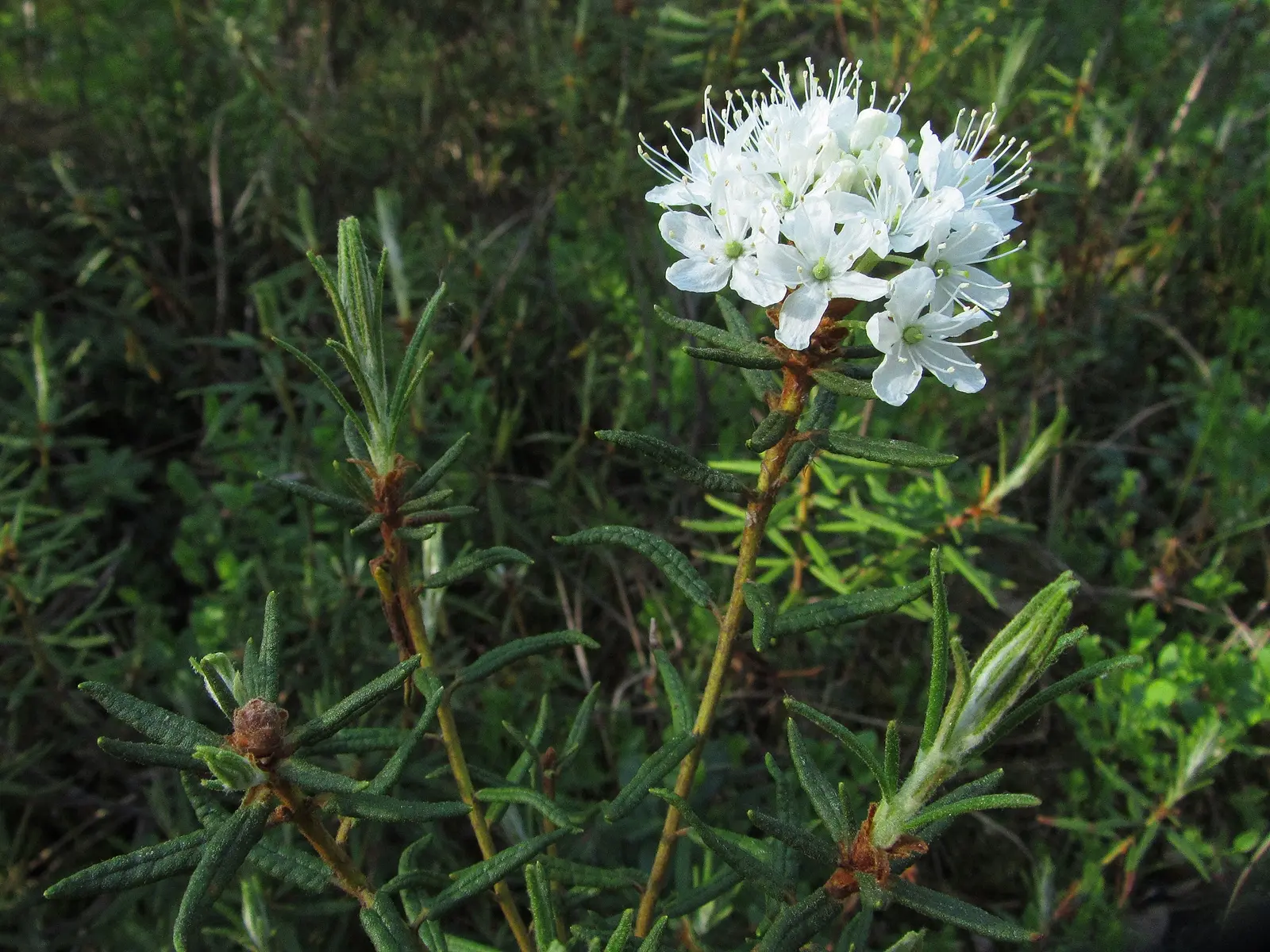 Labrador Tea