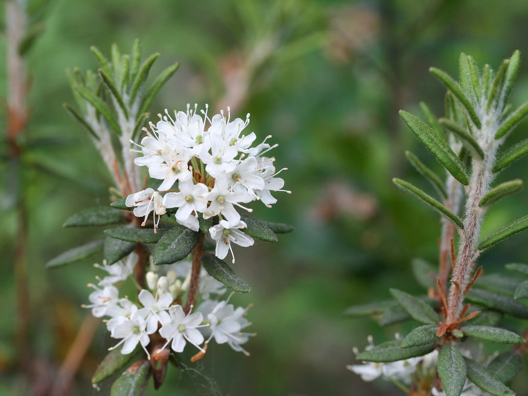 Labrador Tea