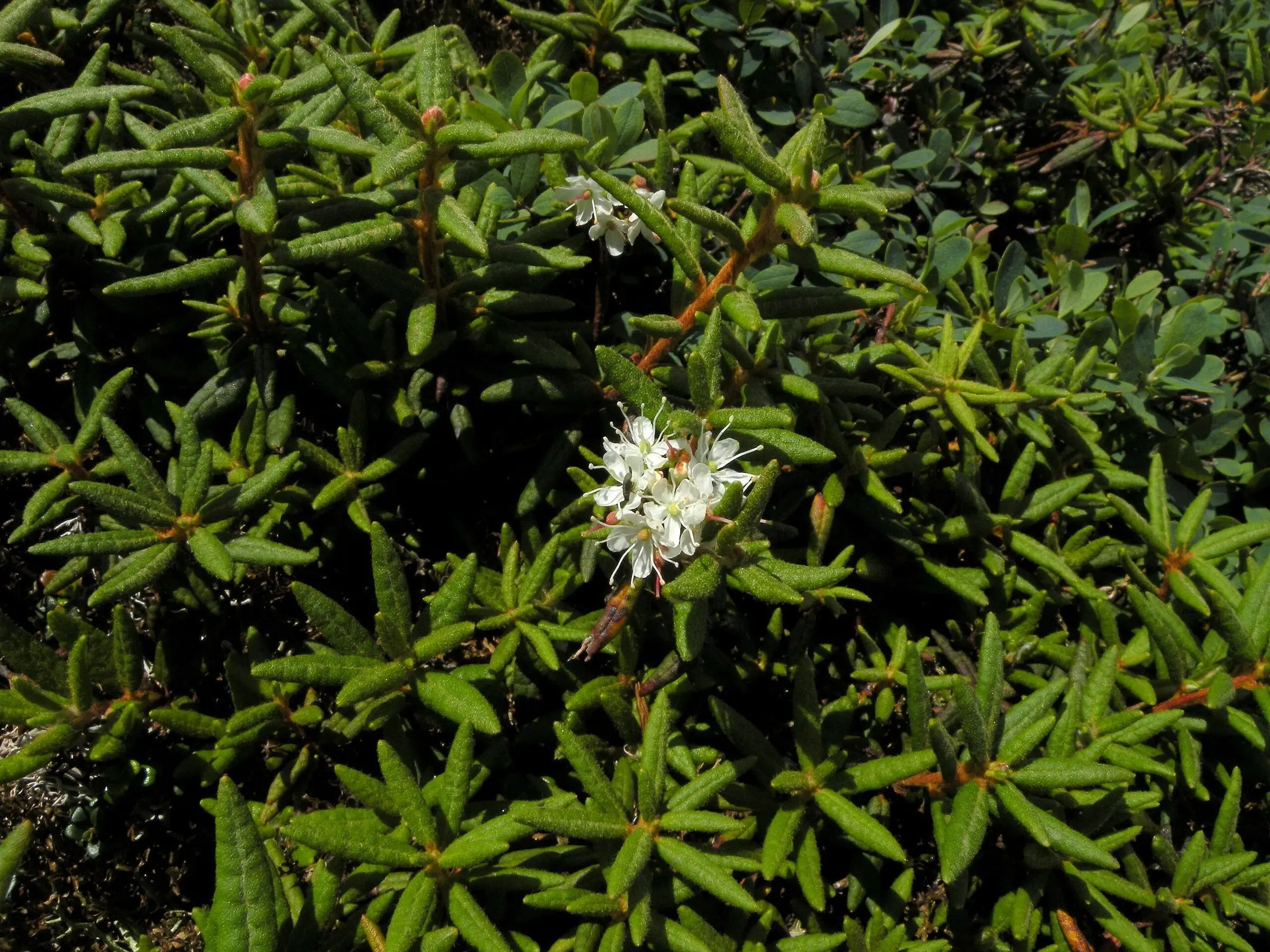 Labrador Tea