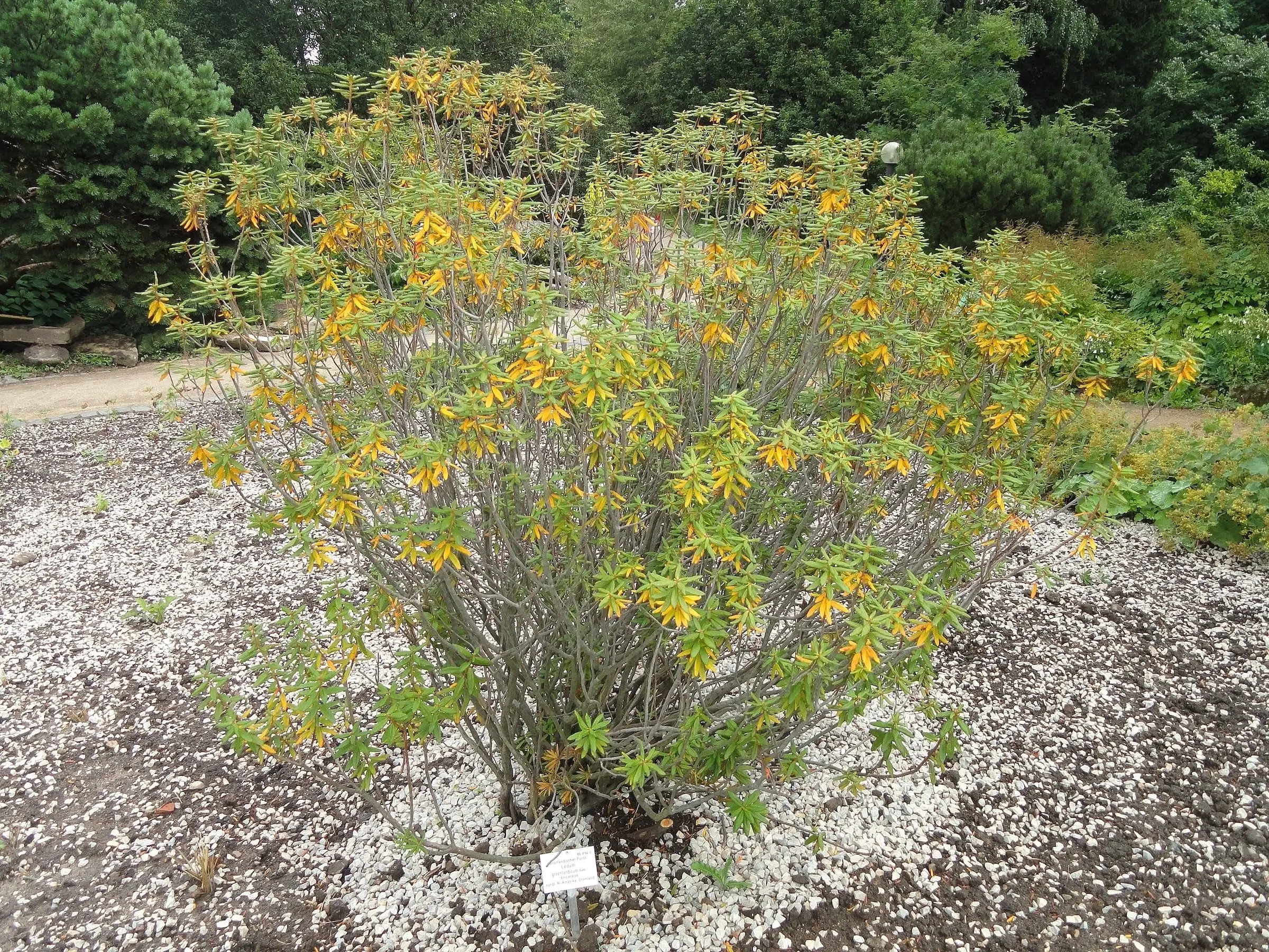 Labrador Tea