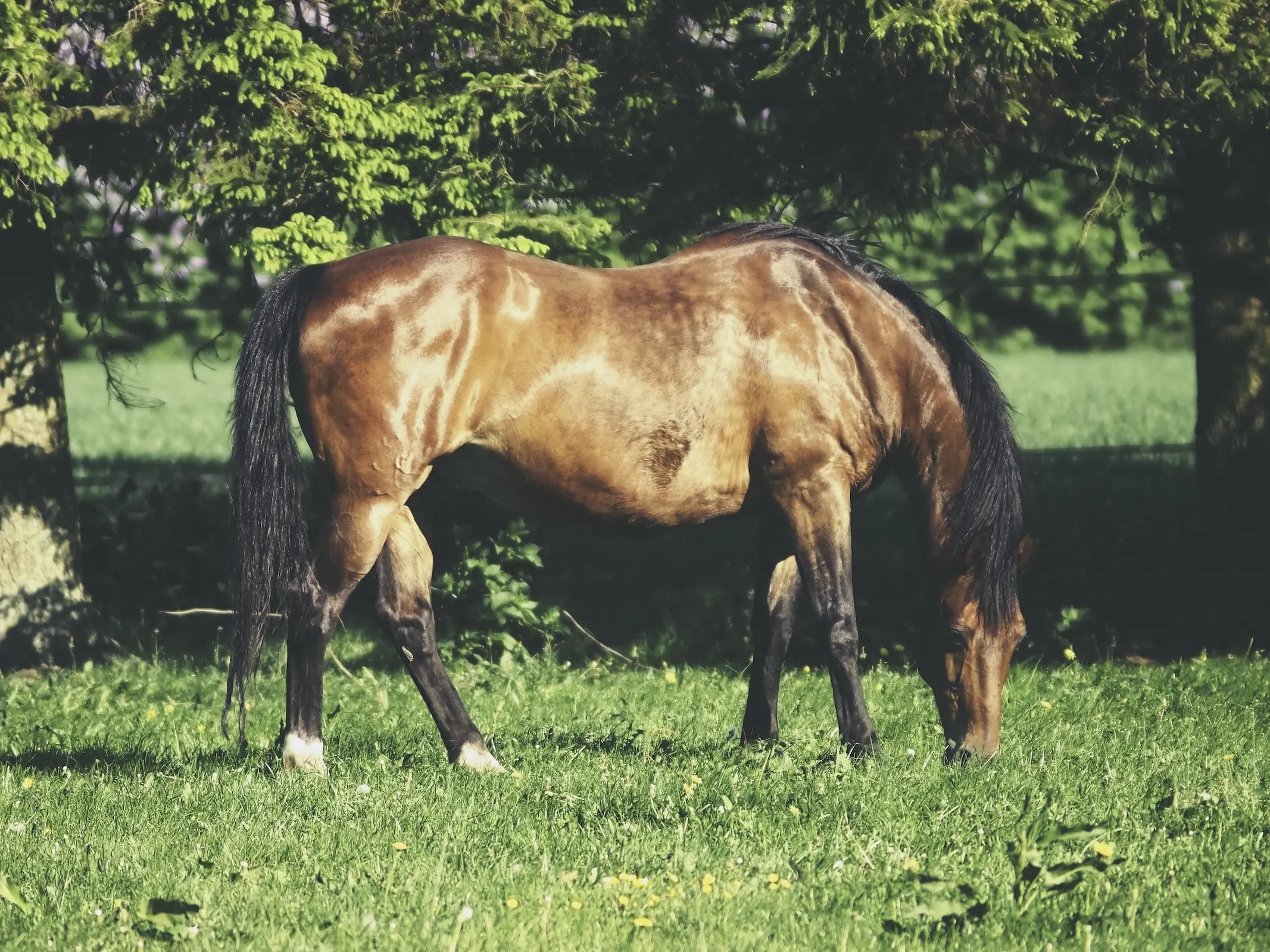 Lehmkuhlener Pony