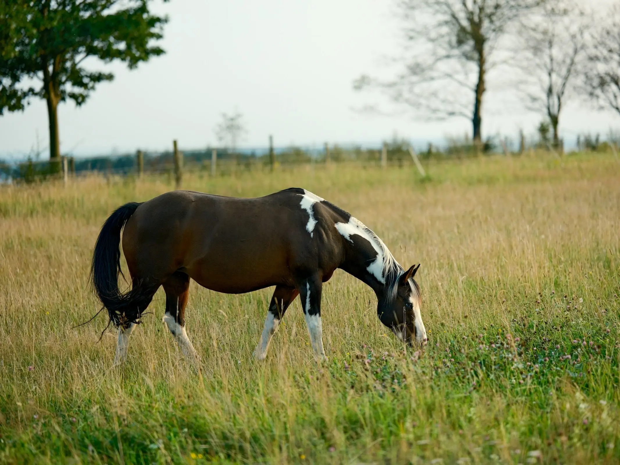 Lehmkuhlener Pony