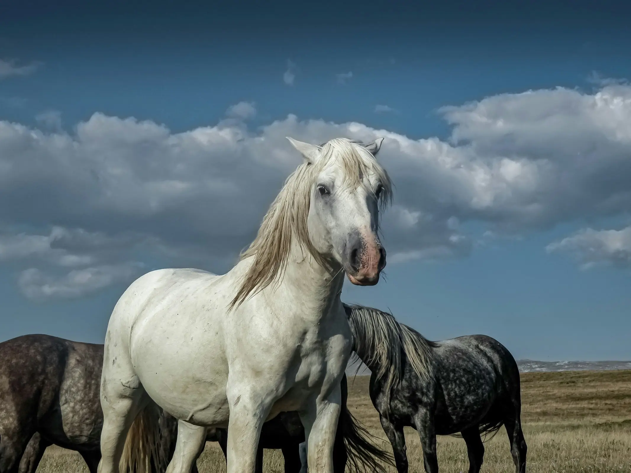 Lenkoran Horse