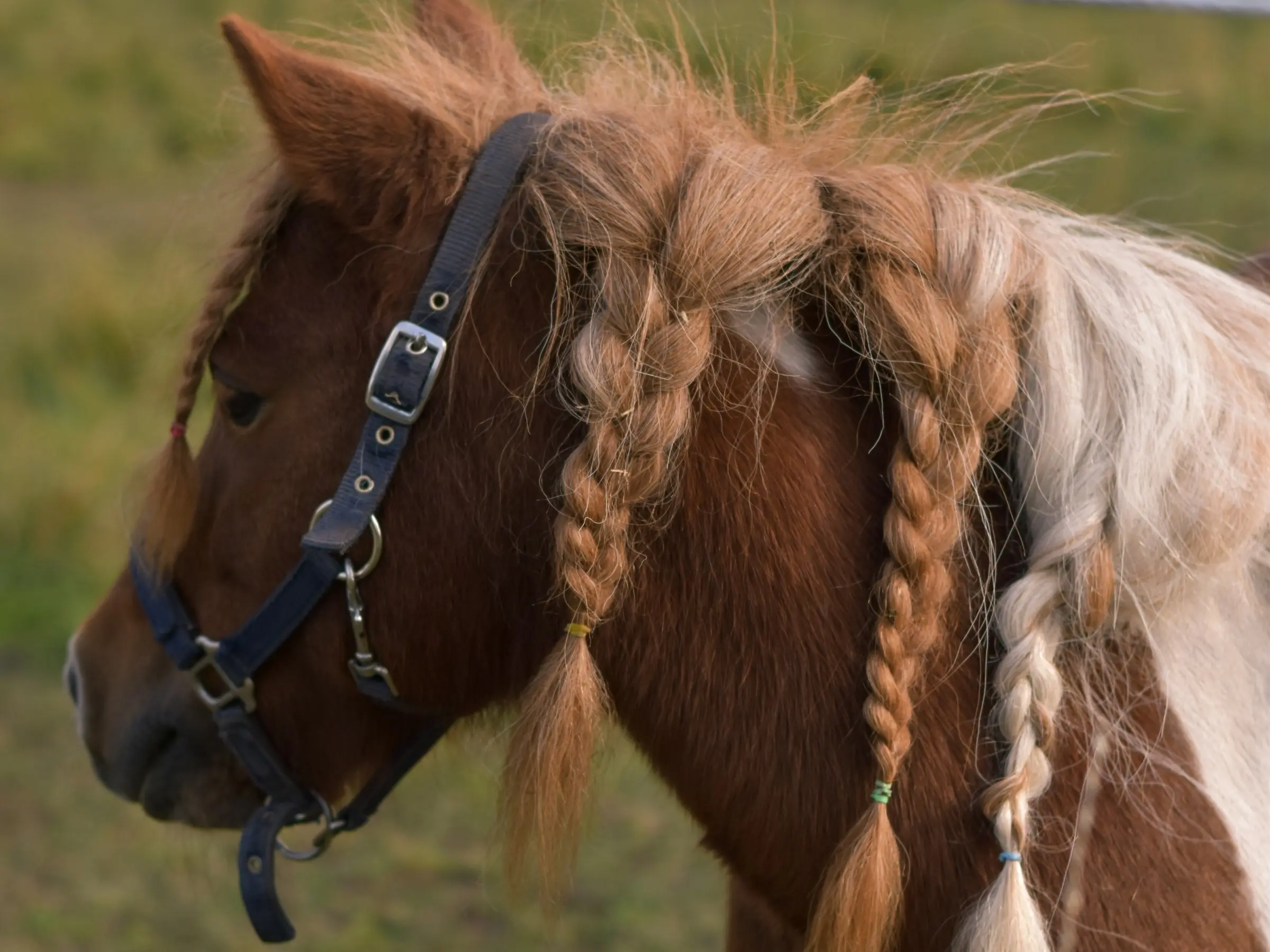 Lewitzer Pony