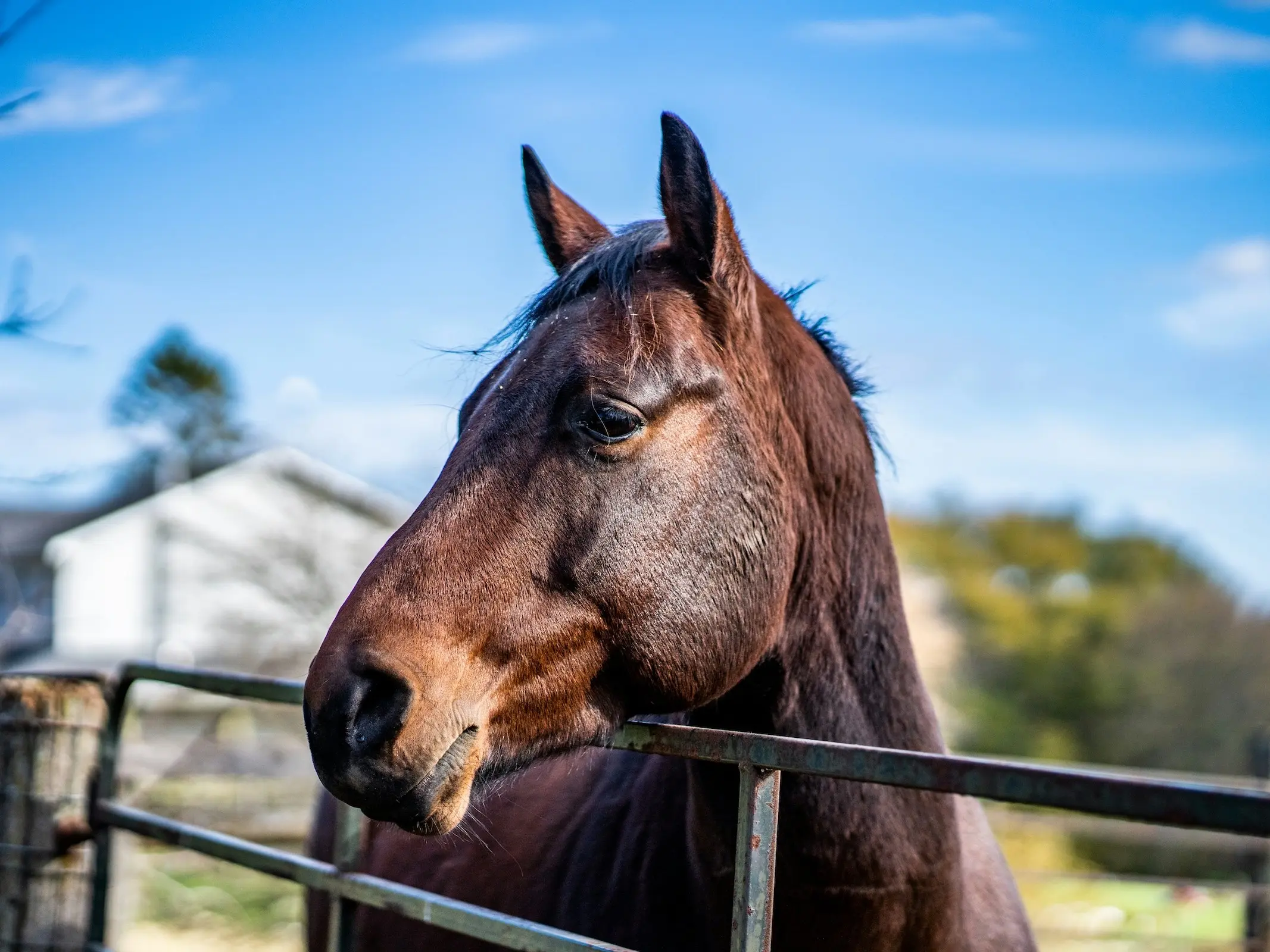 Seal brown horse