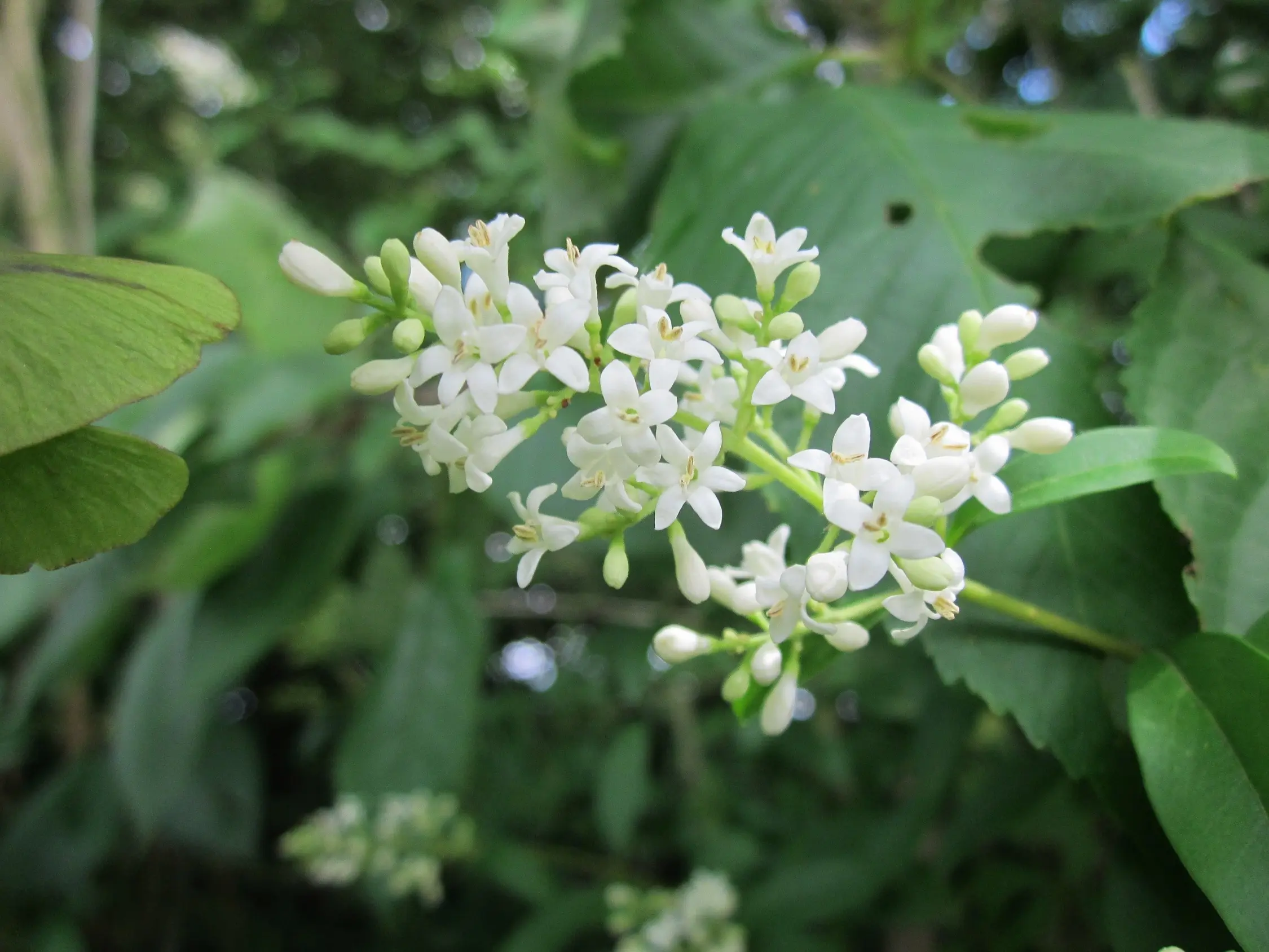 Ligustrum