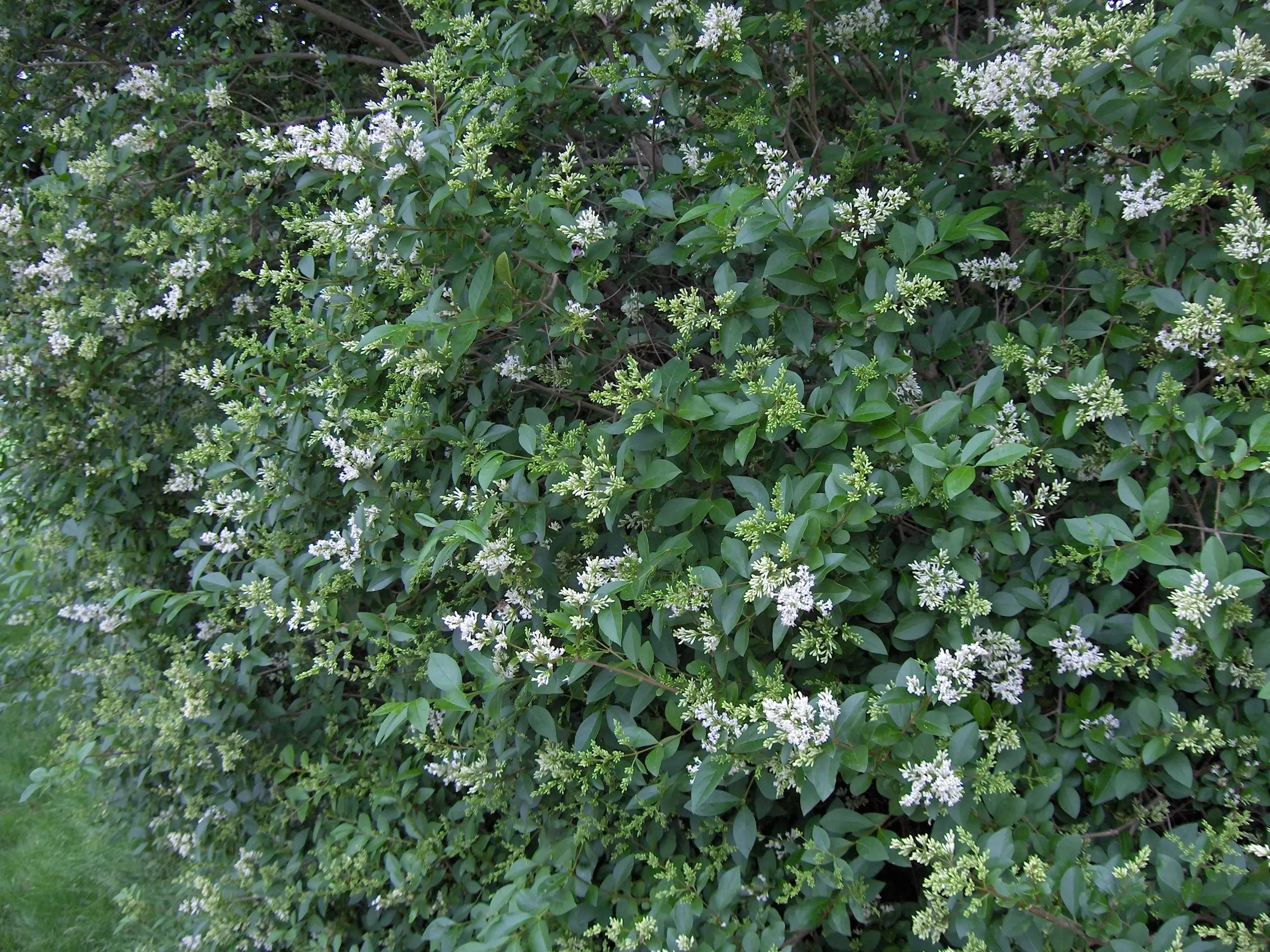 Ligustrum