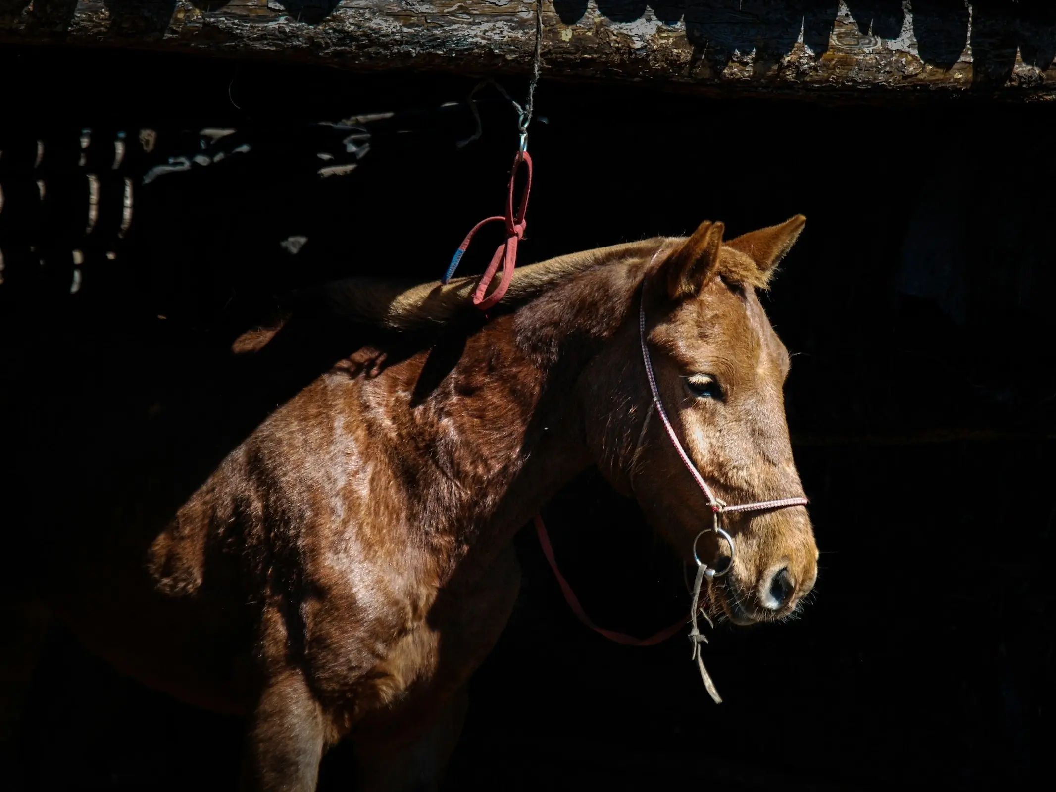 Lijiang Pony