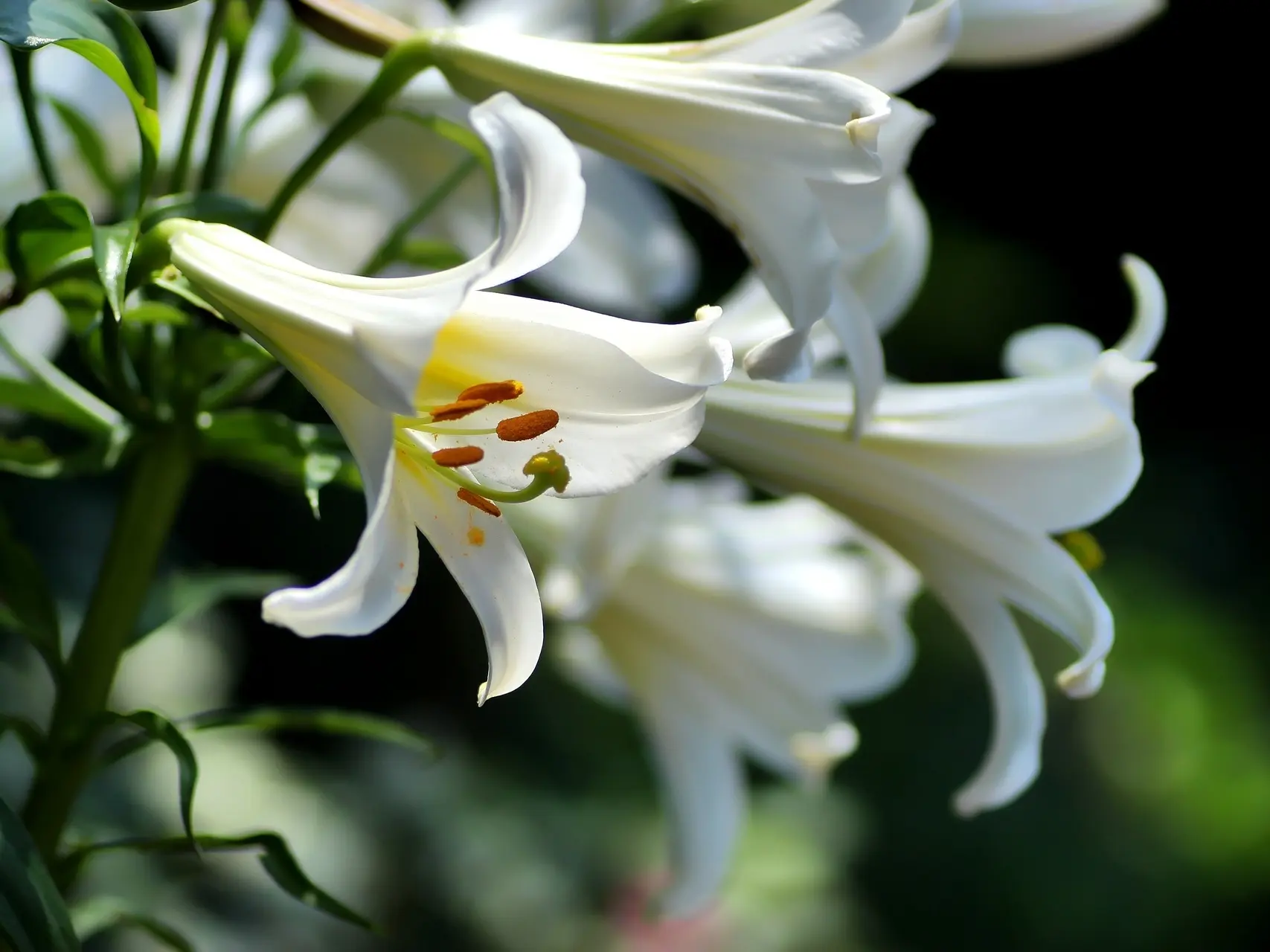 Easter Lily