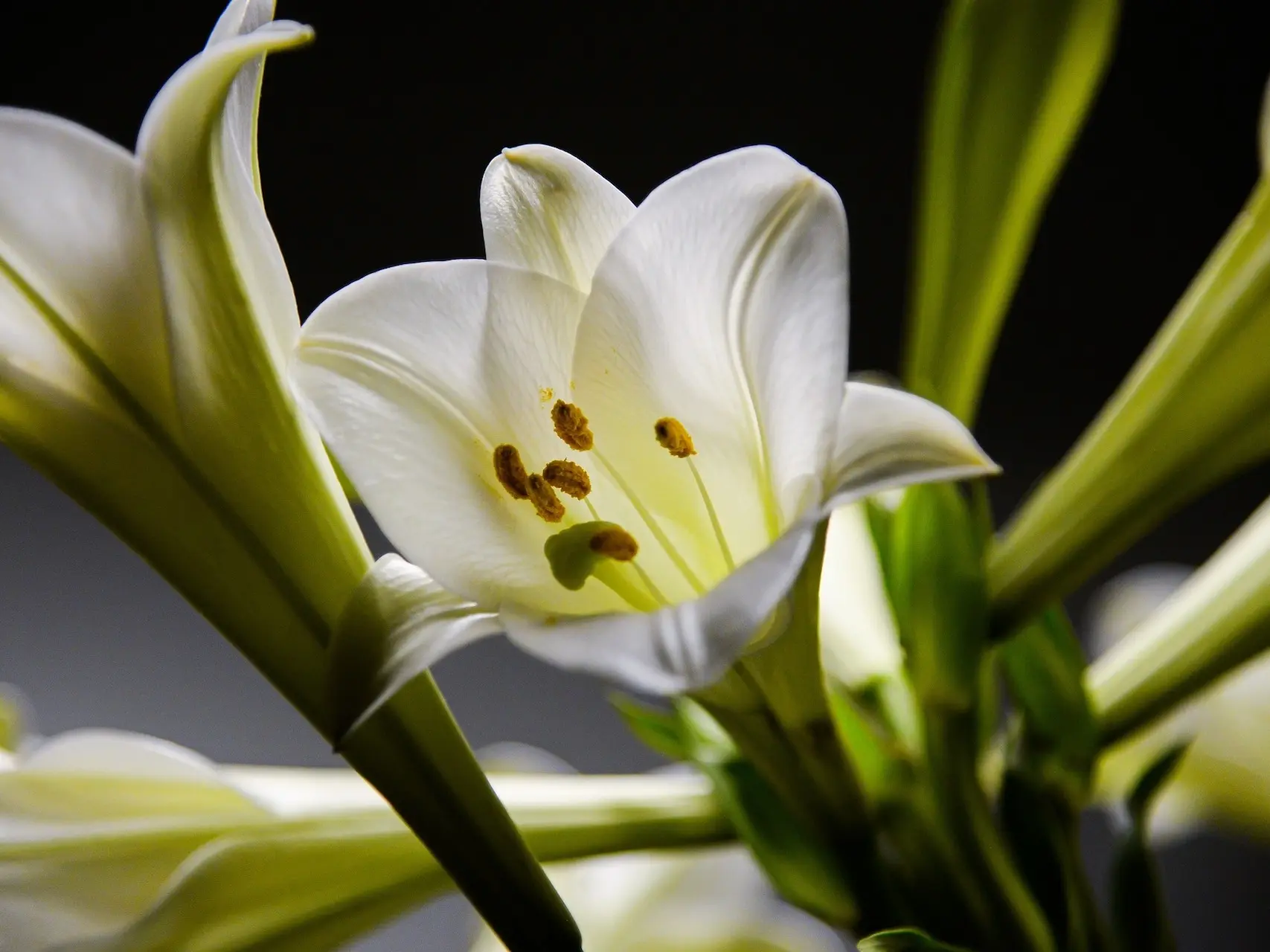 Easter Lily