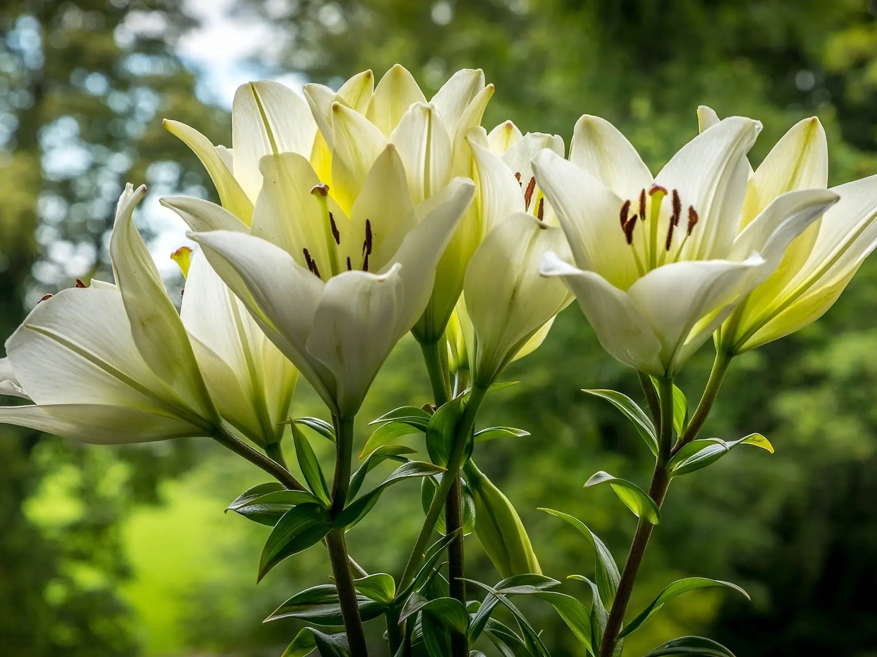 Easter Lily