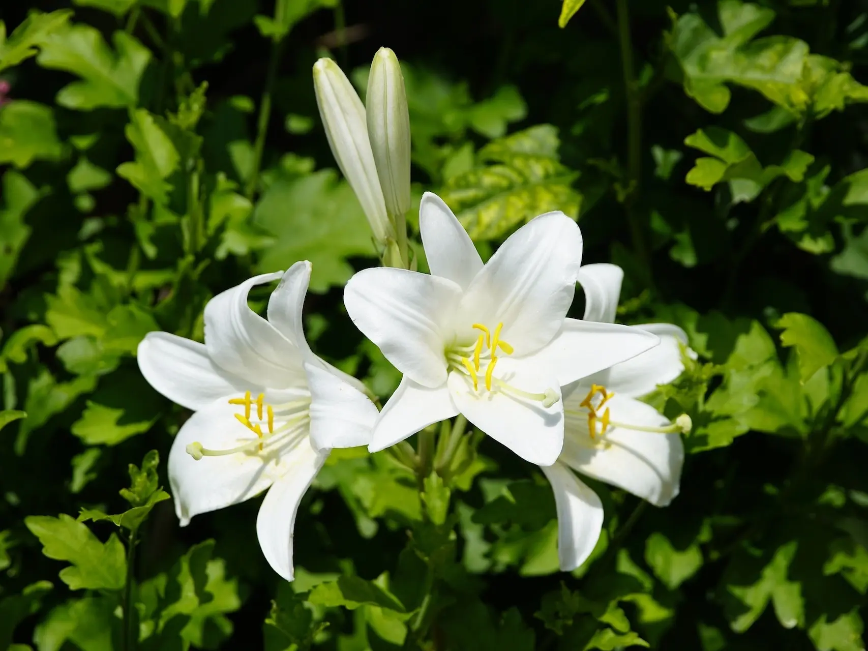 Easter Lily