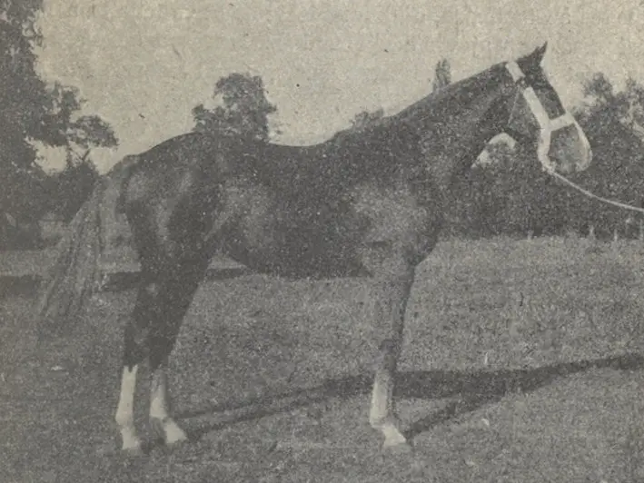 Limousin Horse