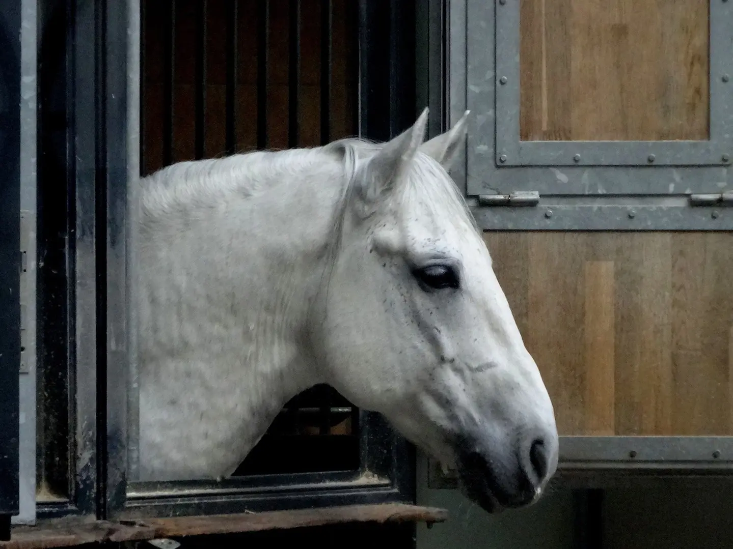 Lipizzan Horse