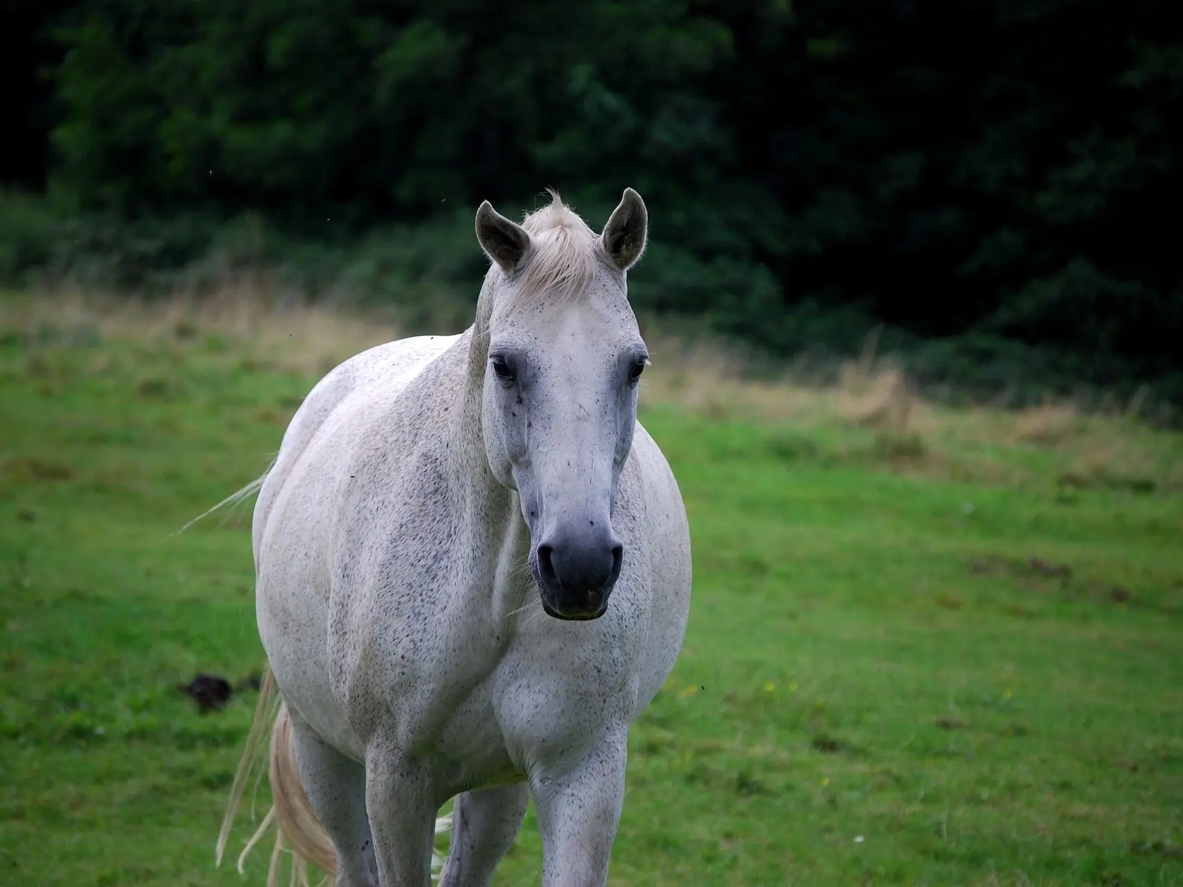 Lipizzan Horse