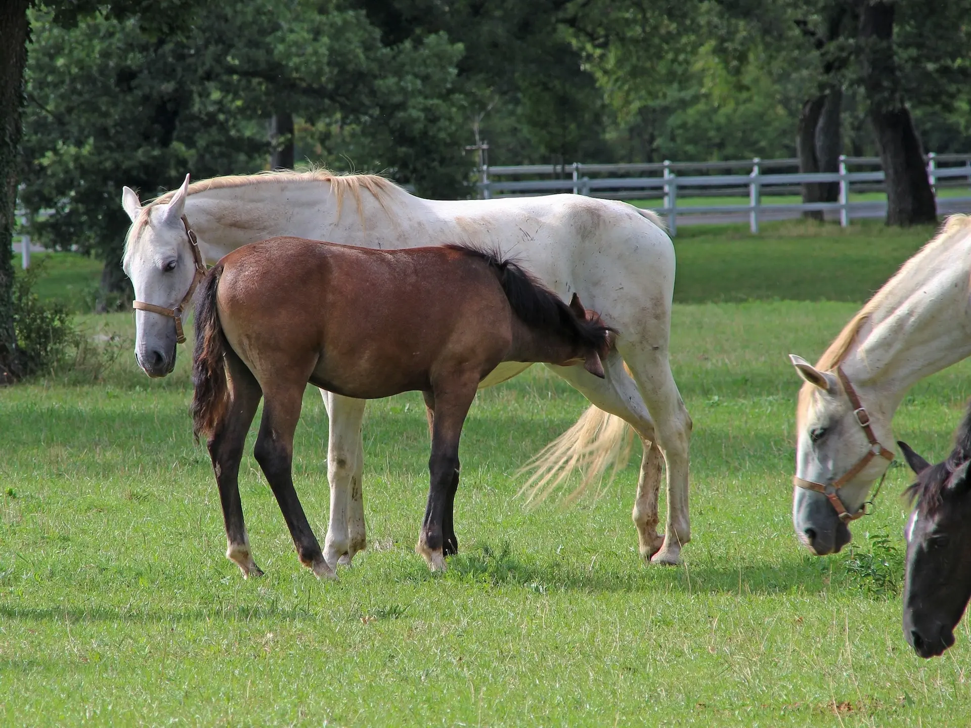 Lipizzan Horse