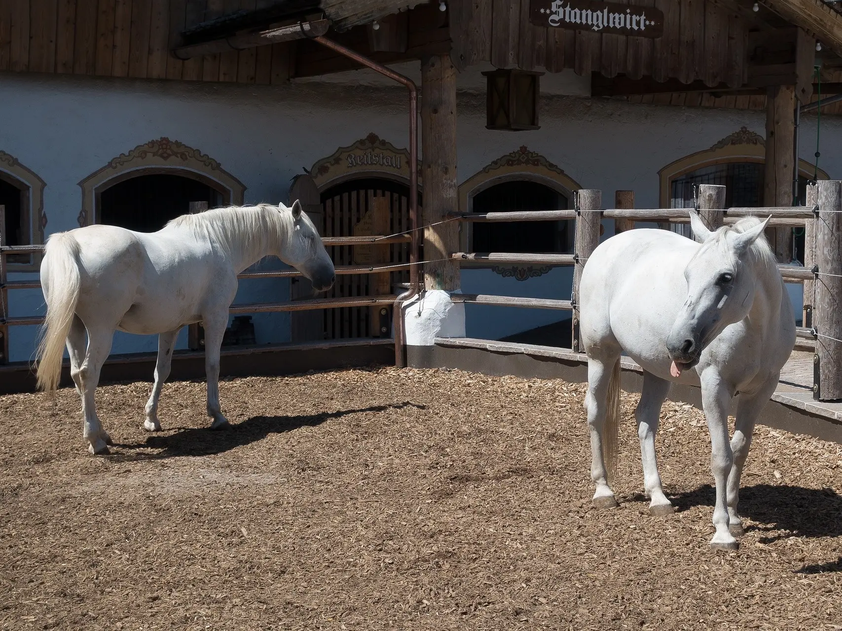 Lipizzan Horse