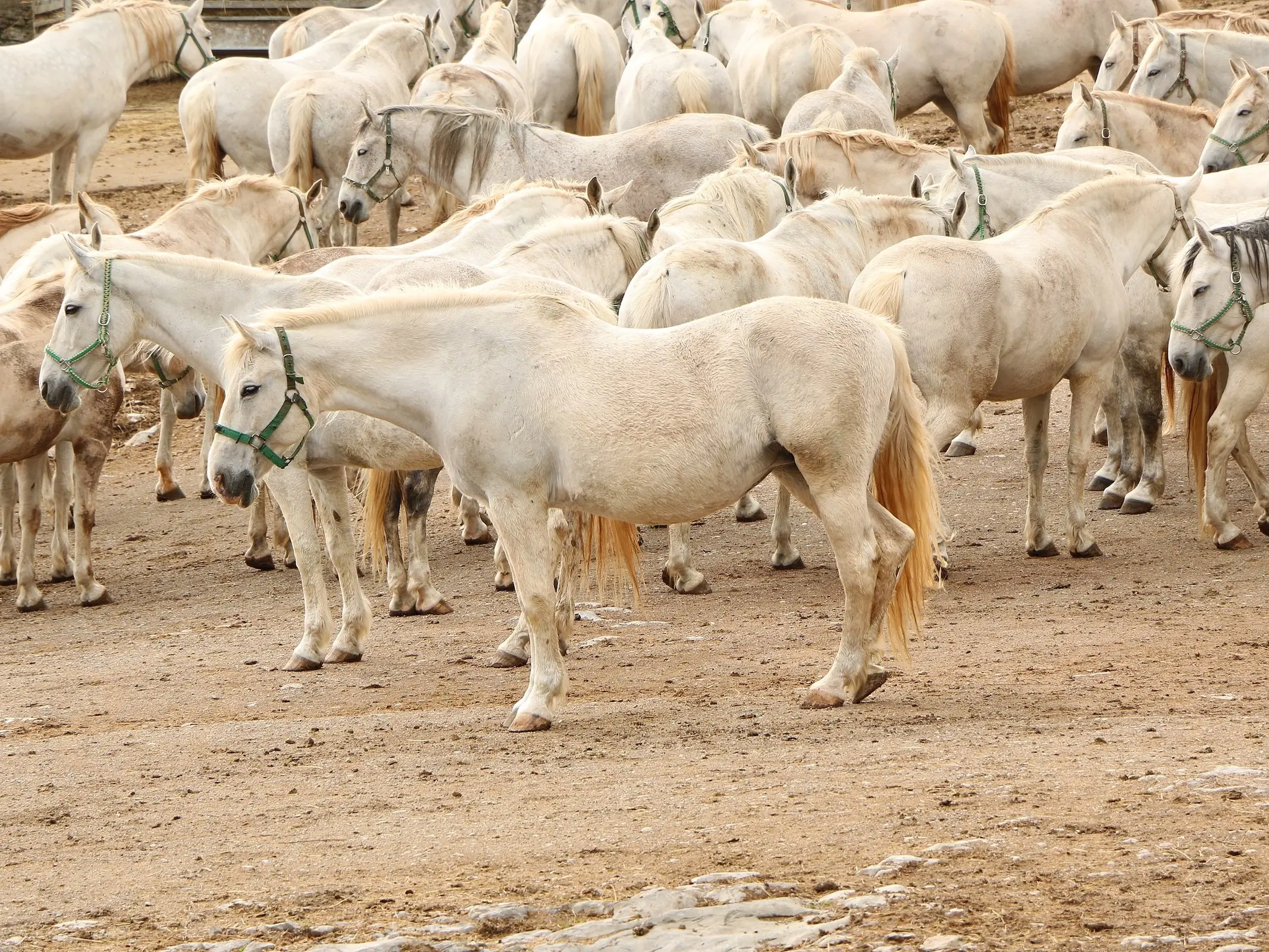 Lipizzan Horse