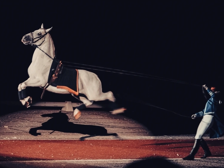 Lipizzan horse