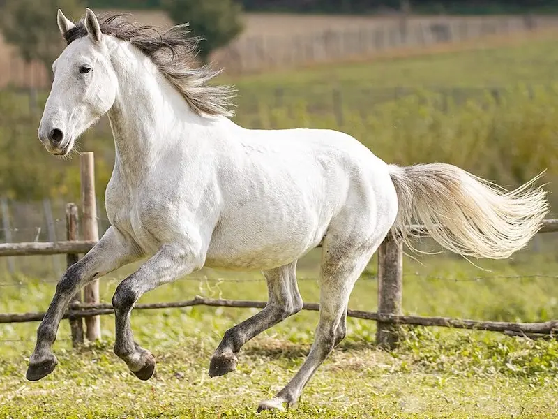 Lipizzan Horse