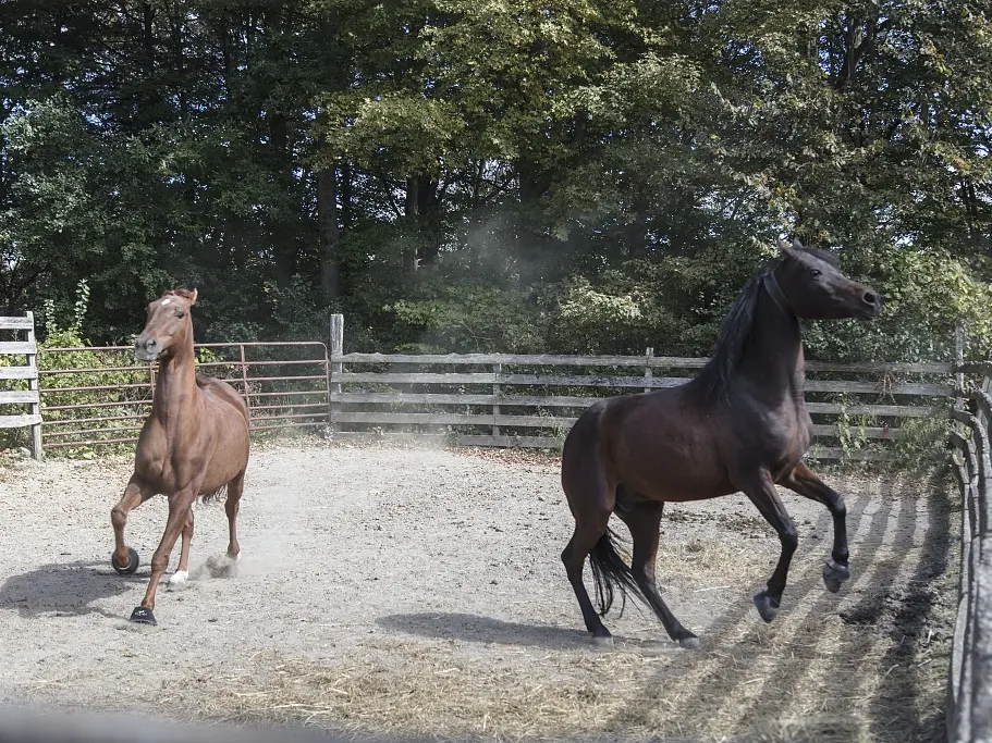 Lippitt Morgan Horse