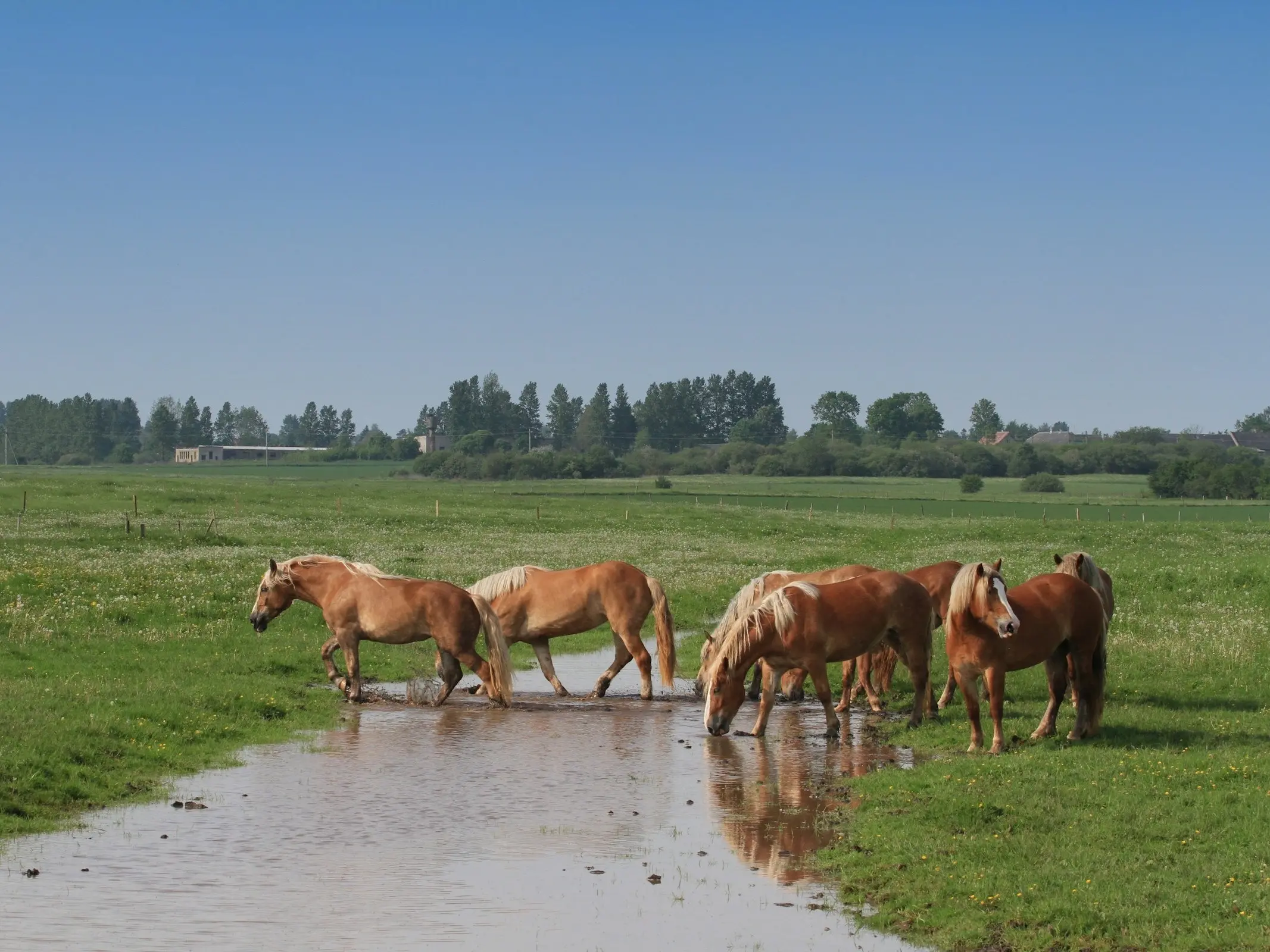 Lithuanian Heavy Draft Horse