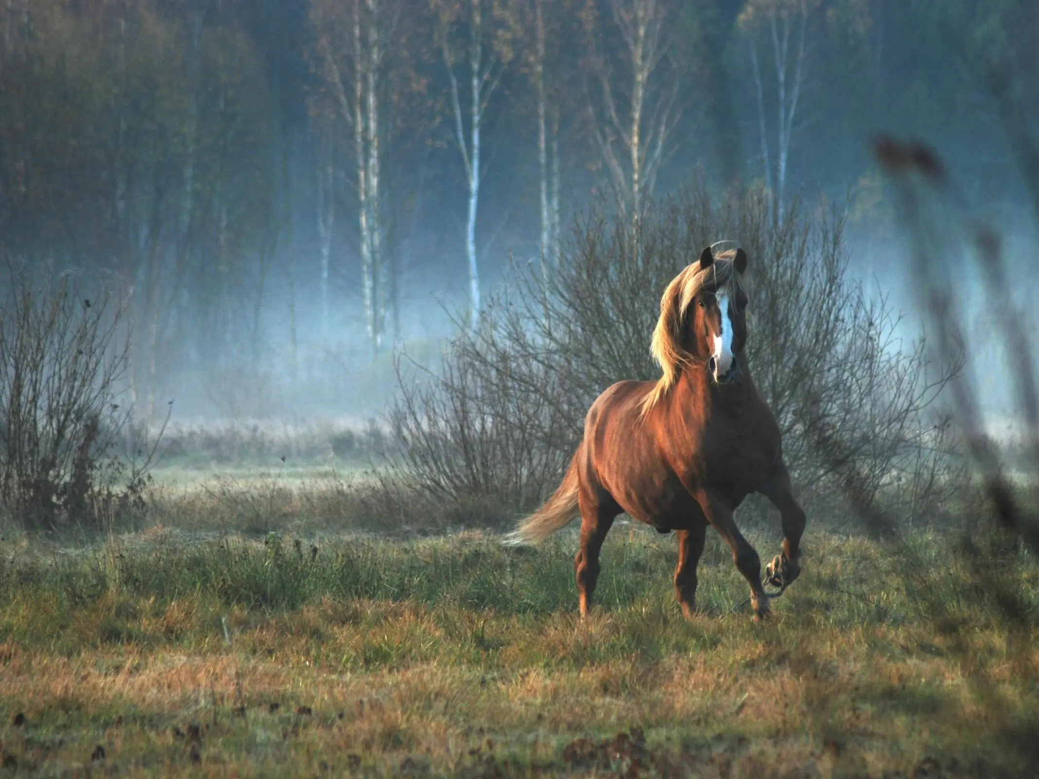 Lithuanian Heavy Draft Horse